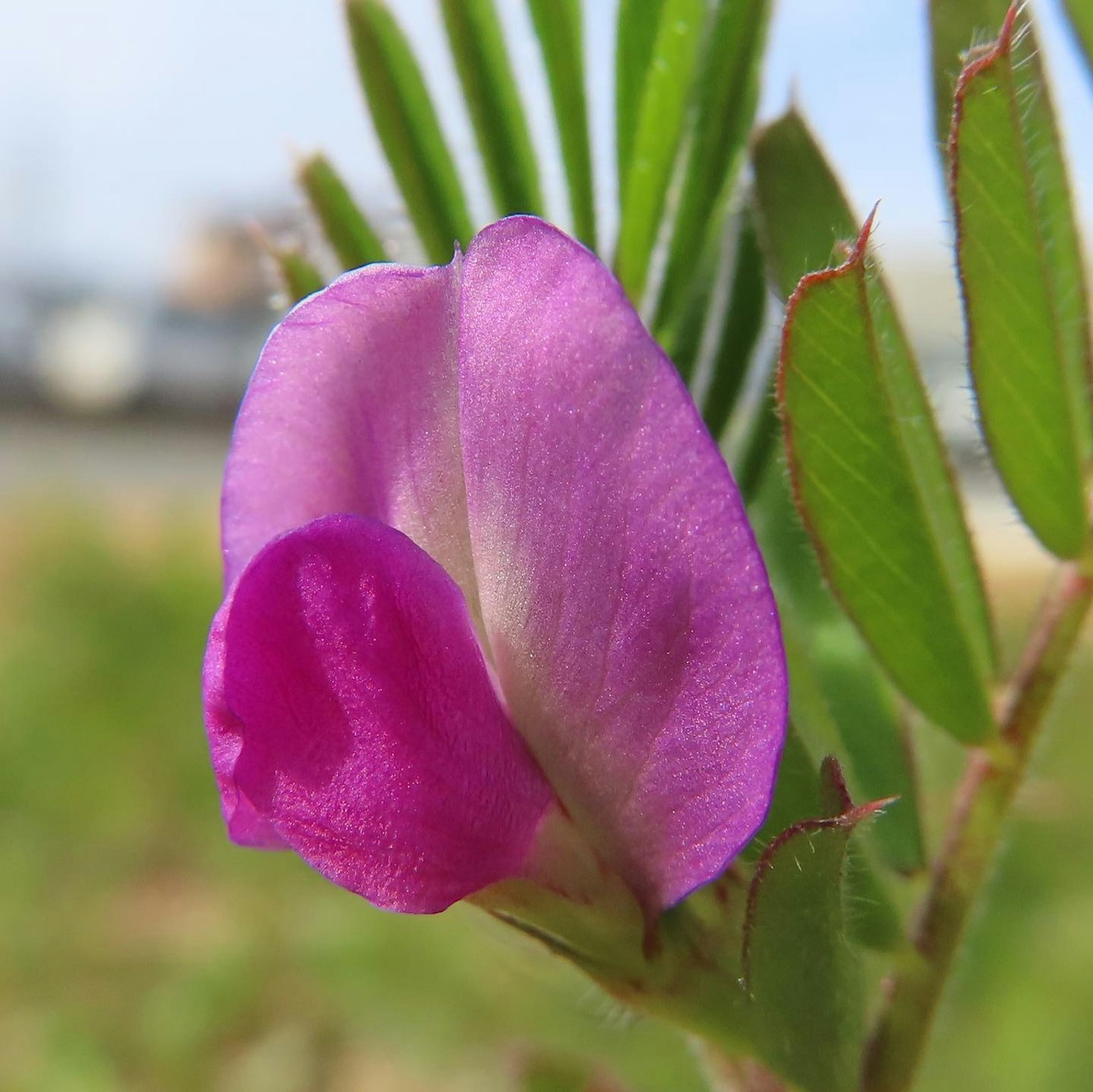 Flor morada vibrante floreciendo entre hojas verdes