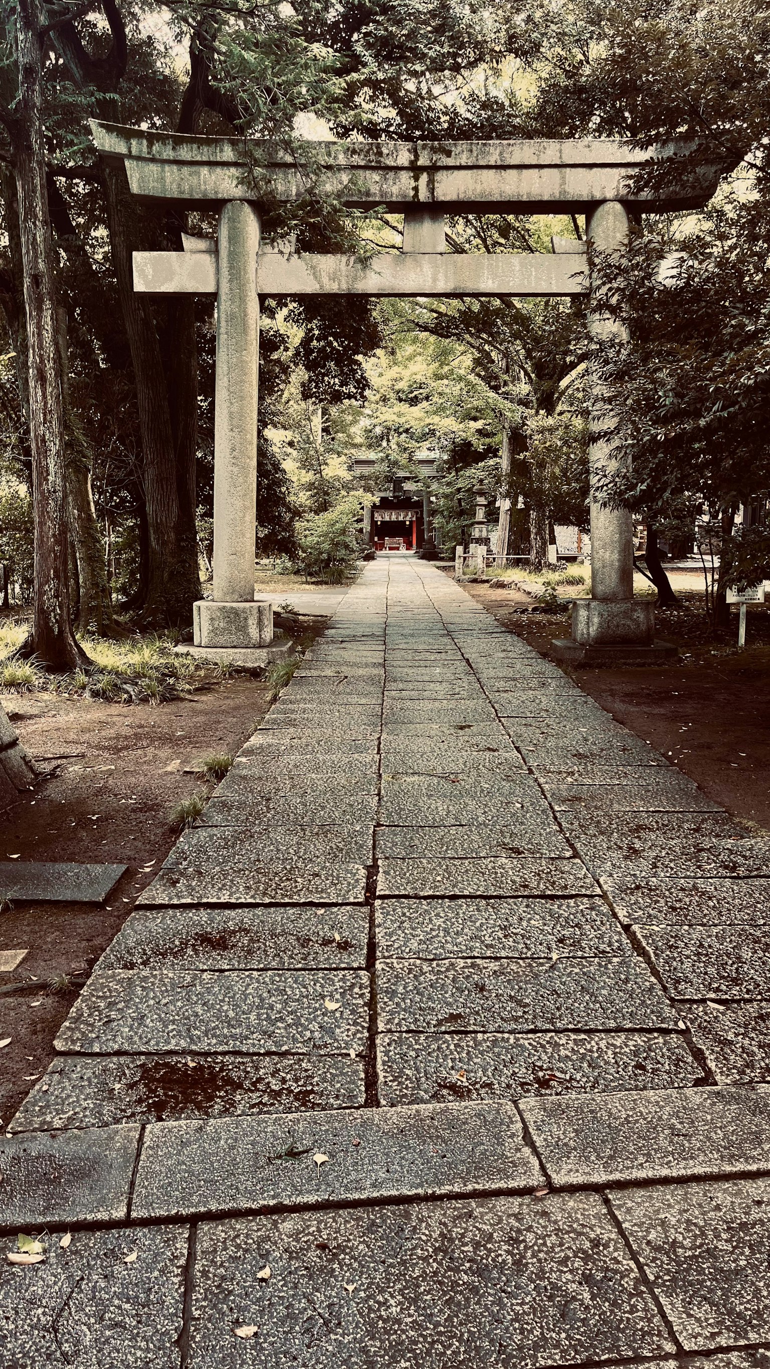 Cổng torii bằng đá dẫn đến con đường yên tĩnh được bao quanh bởi cây cối