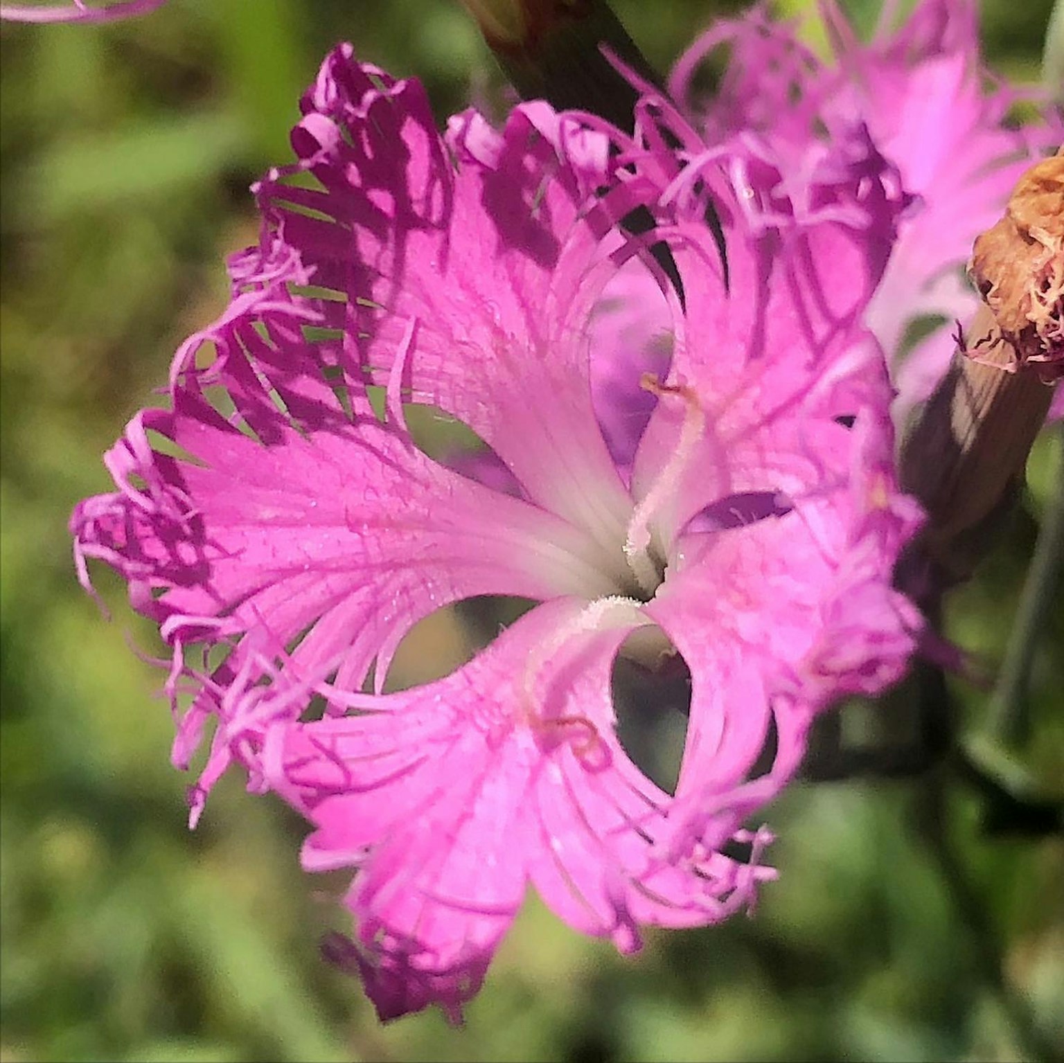 鲜艳粉色花朵特写，带有流苏花瓣