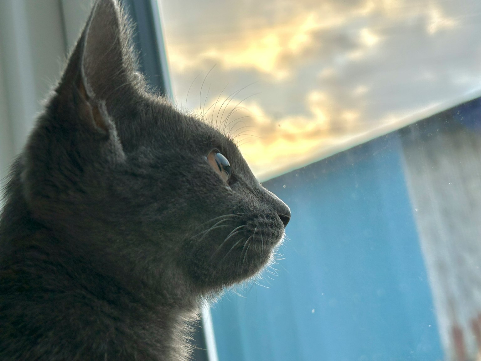 灰色貓咪凝視窗外，背景是柔和的夕陽天空