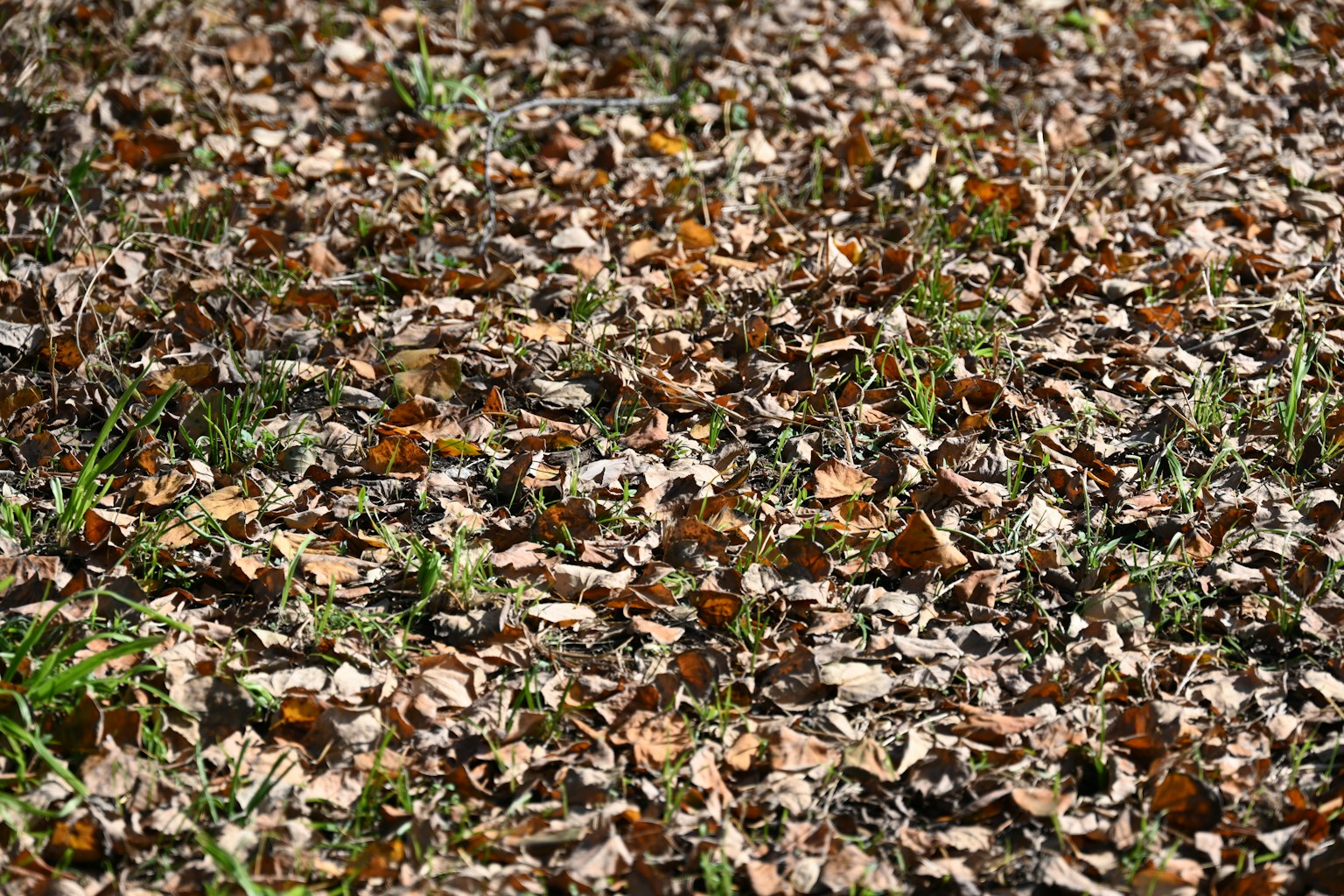 Pemandangan alam dengan daun jatuh dan rumput hijau campuran