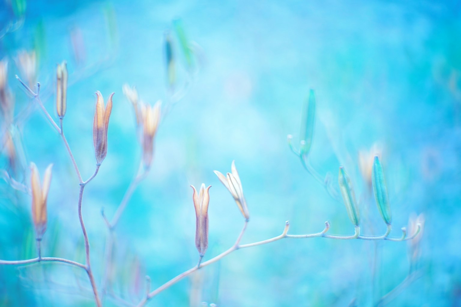 Immagine di boccioli di fiori dai colori tenui su uno sfondo blu