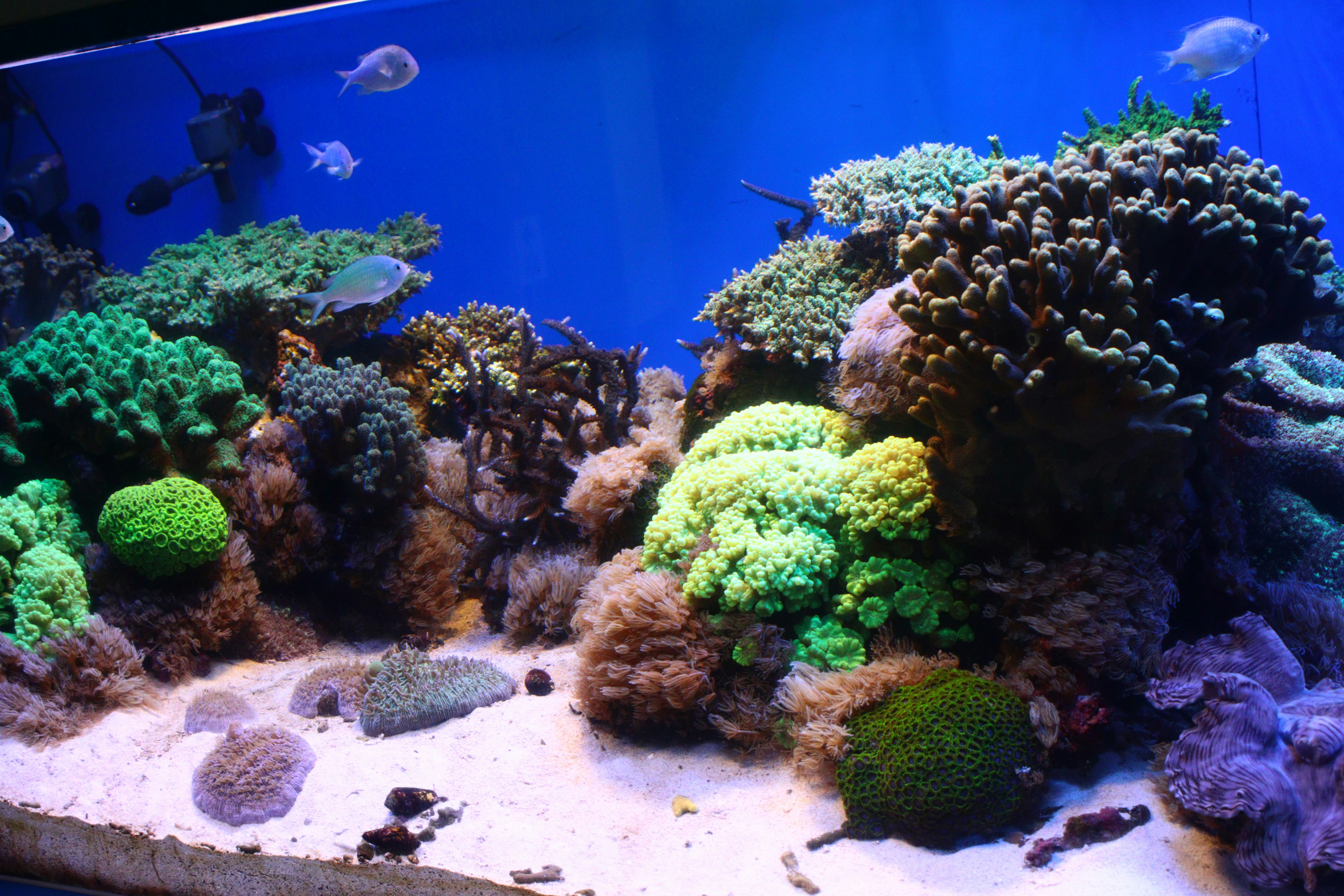 色彩斑斓的珊瑚礁与热带鱼的水族箱水下景观