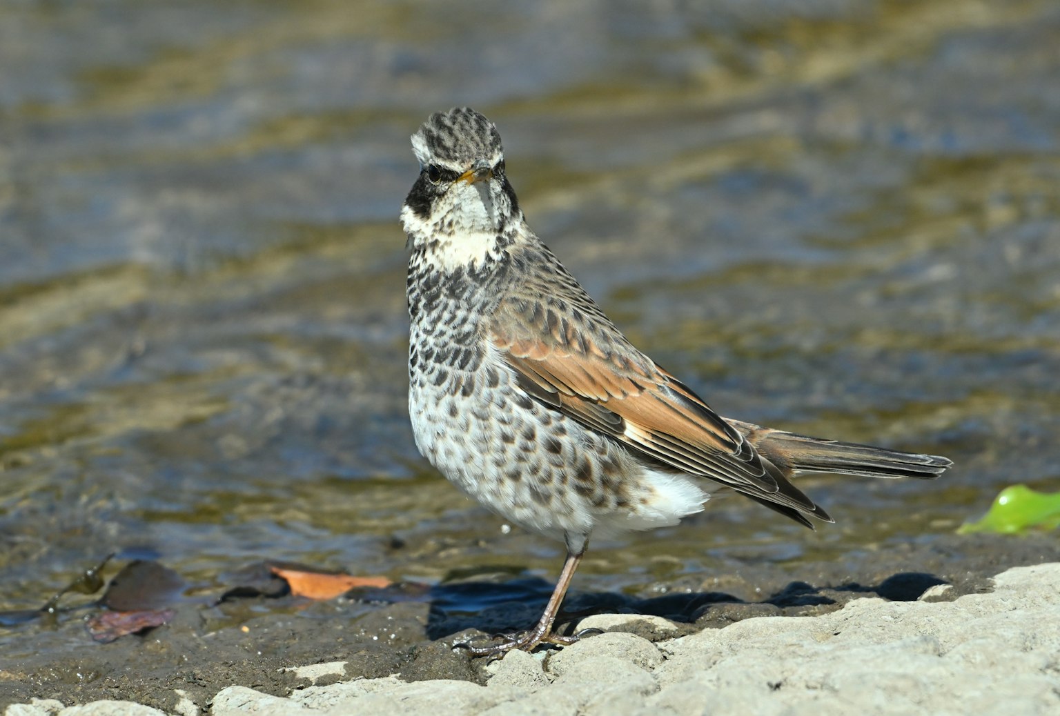 Un uccello in piedi vicino all'acqua con piume maculate di marrone e bianco