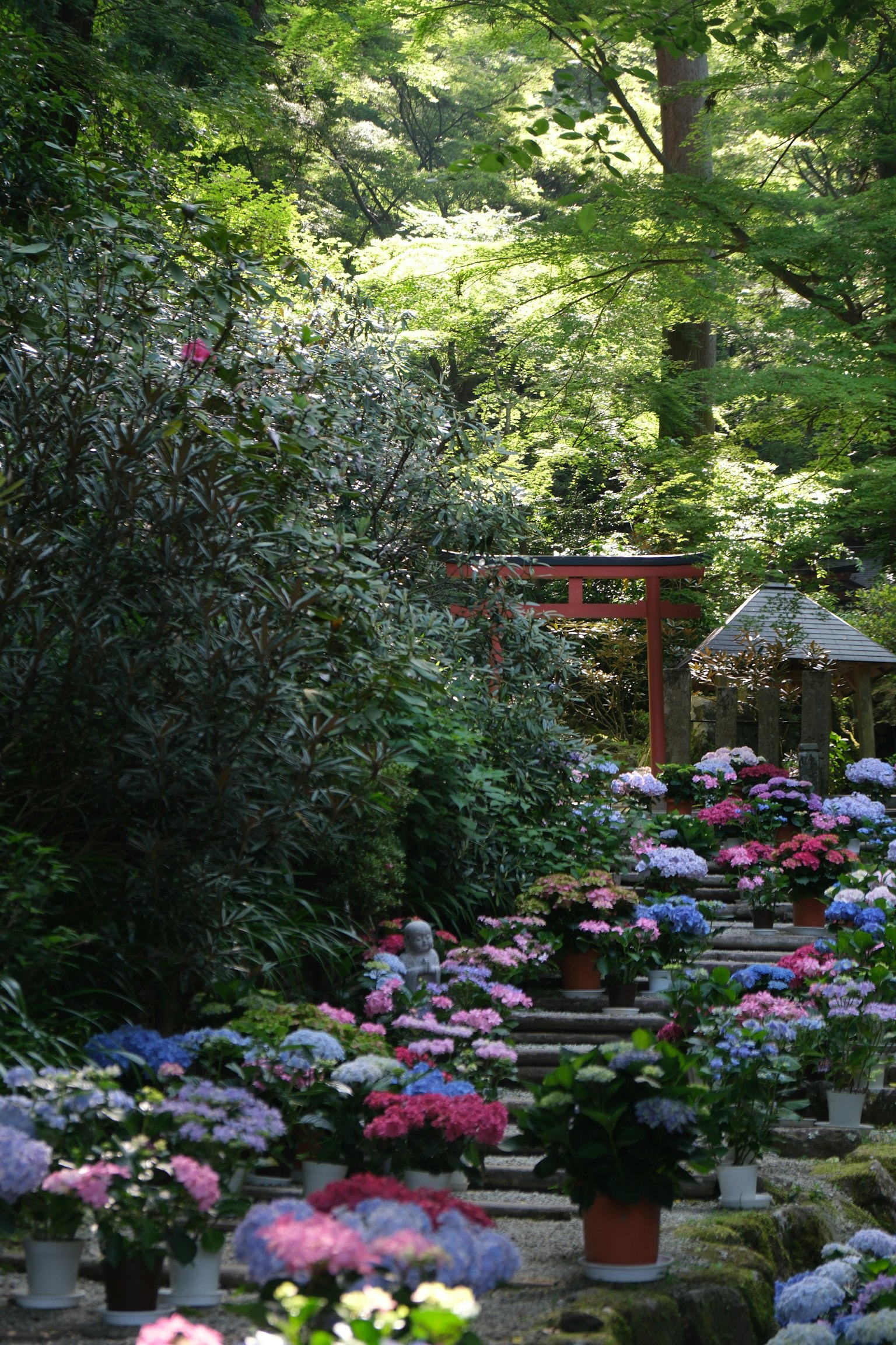Ein malerischer Gartenweg gesäumt von bunten Blumen üppigem Grün und einem roten Torii