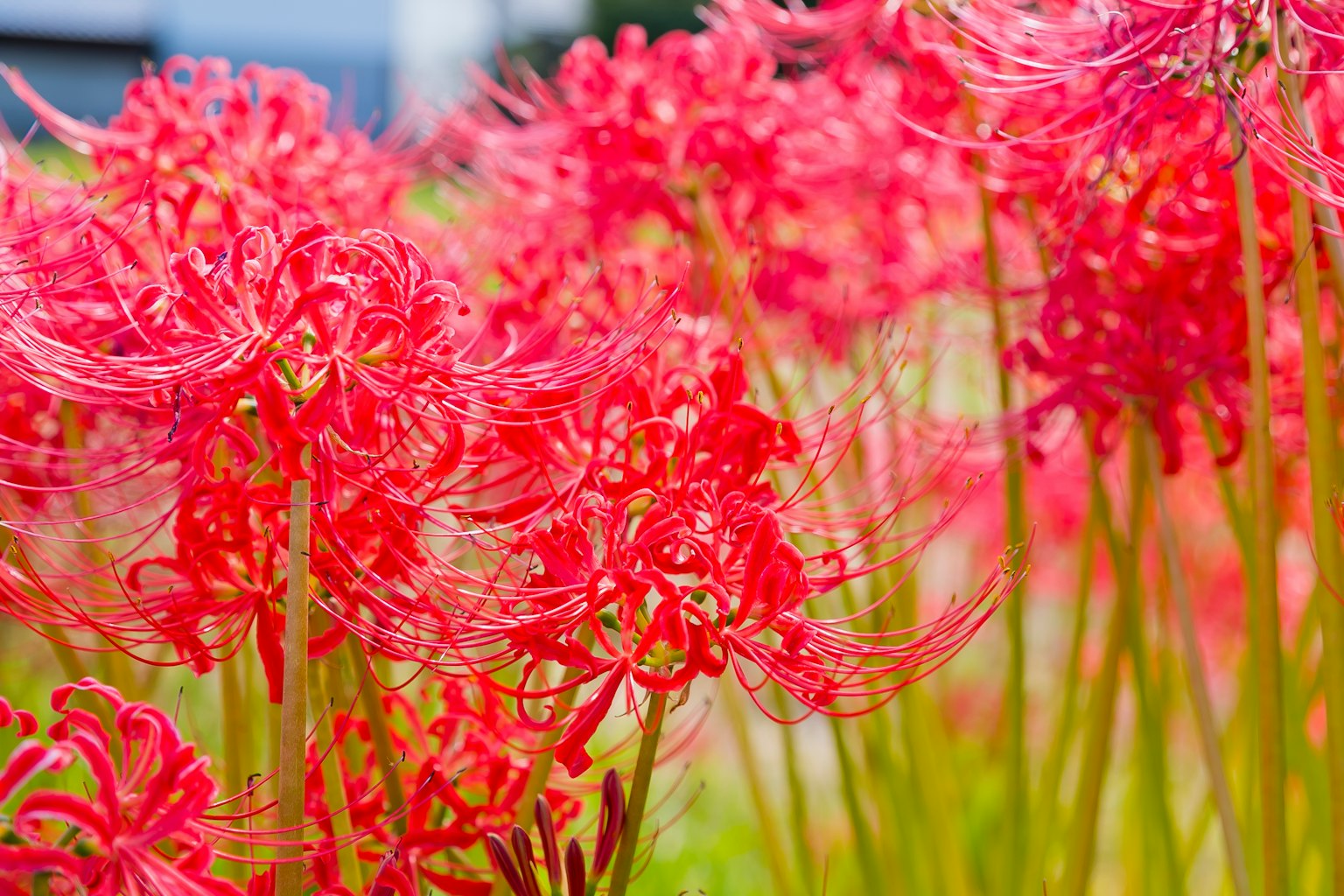 Lys araignées rouges vibrants en fleurs dans un champ