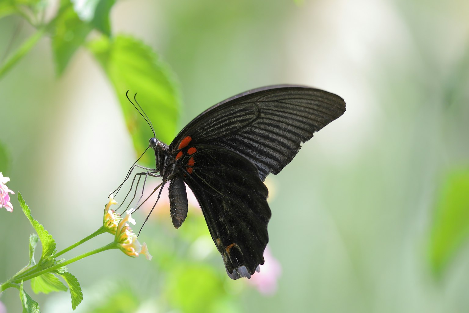 Farfalla nera appoggiata su un fiore con sfondo verde