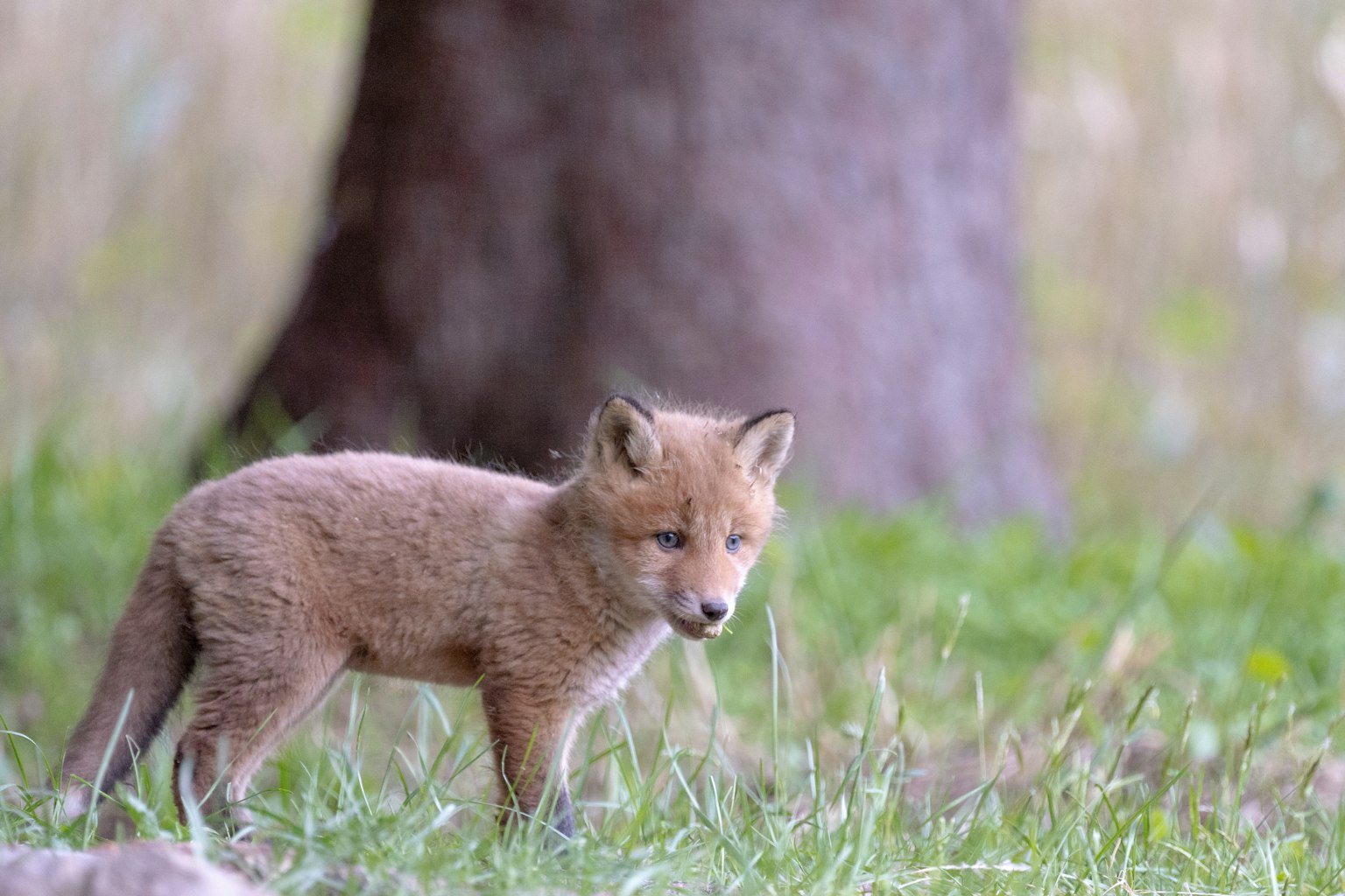 Ein junger Fuchs, der durch das Gras läuft