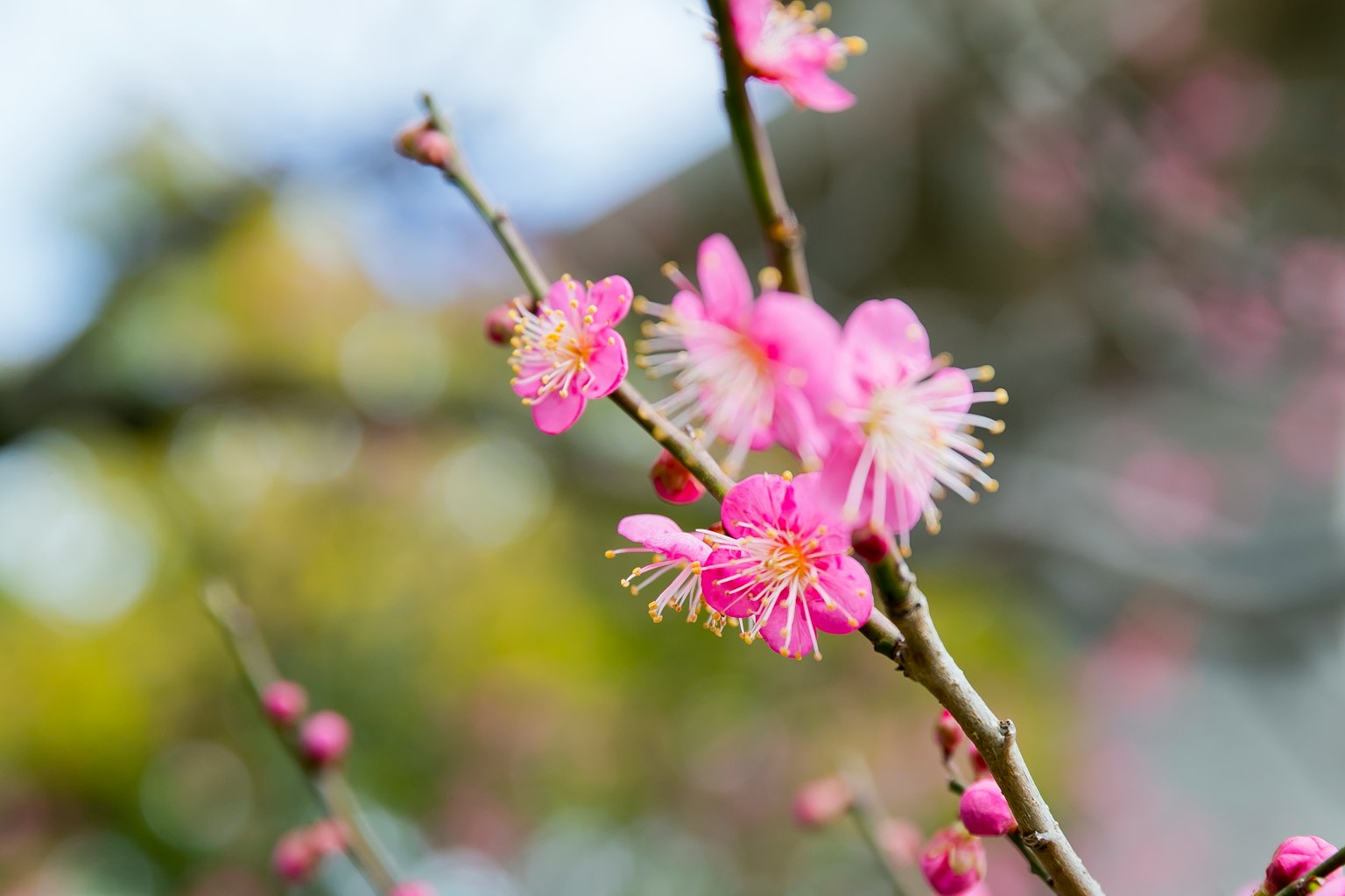 Branche d'un prunier avec de belles fleurs roses