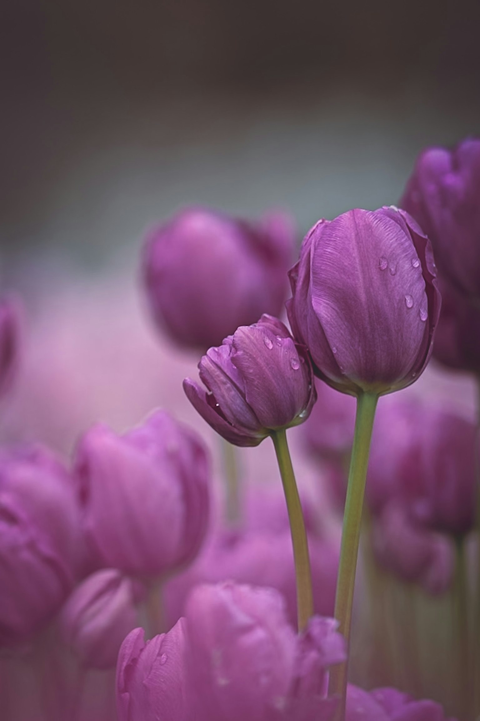 Tulip ungu mekar dengan latar belakang lembut