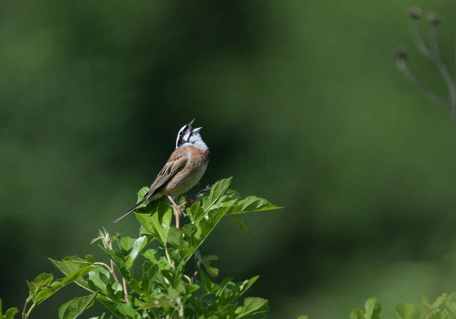 Un oiseau chantant sur une branche avec un fond vert