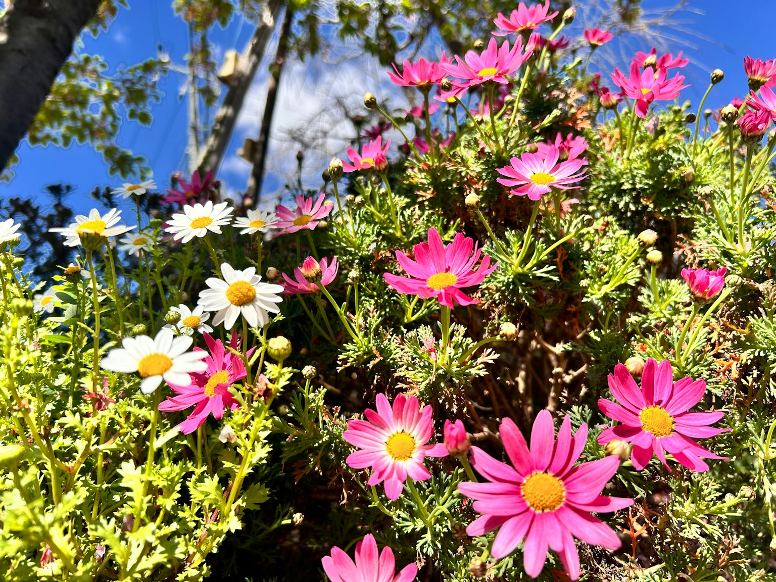 Una vibrante exhibición de flores rosas y blancas en un entorno verde