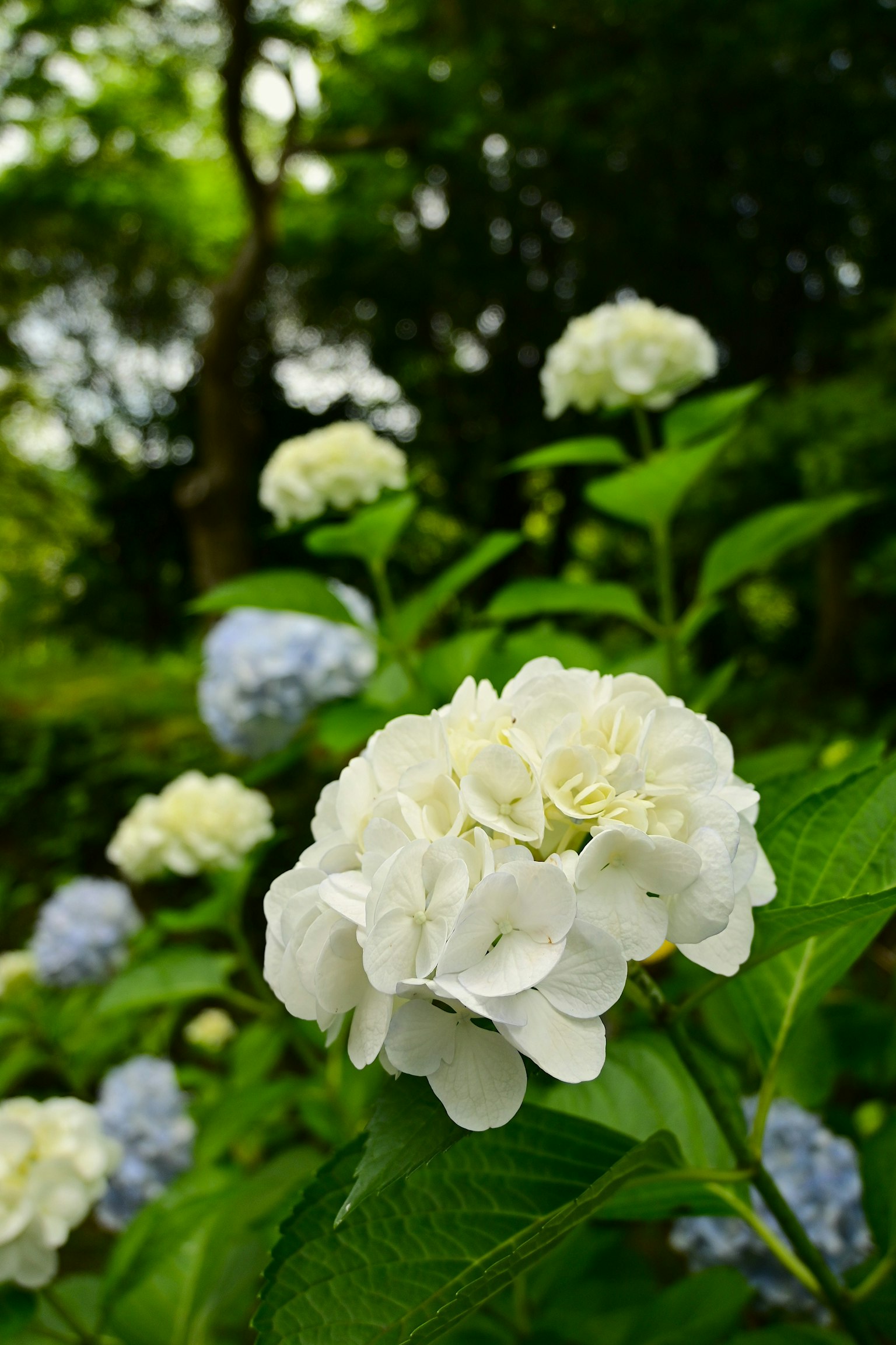 Fiori di ortensia bianchi e blu che fioriscono in uno sfondo verde lussureggiante