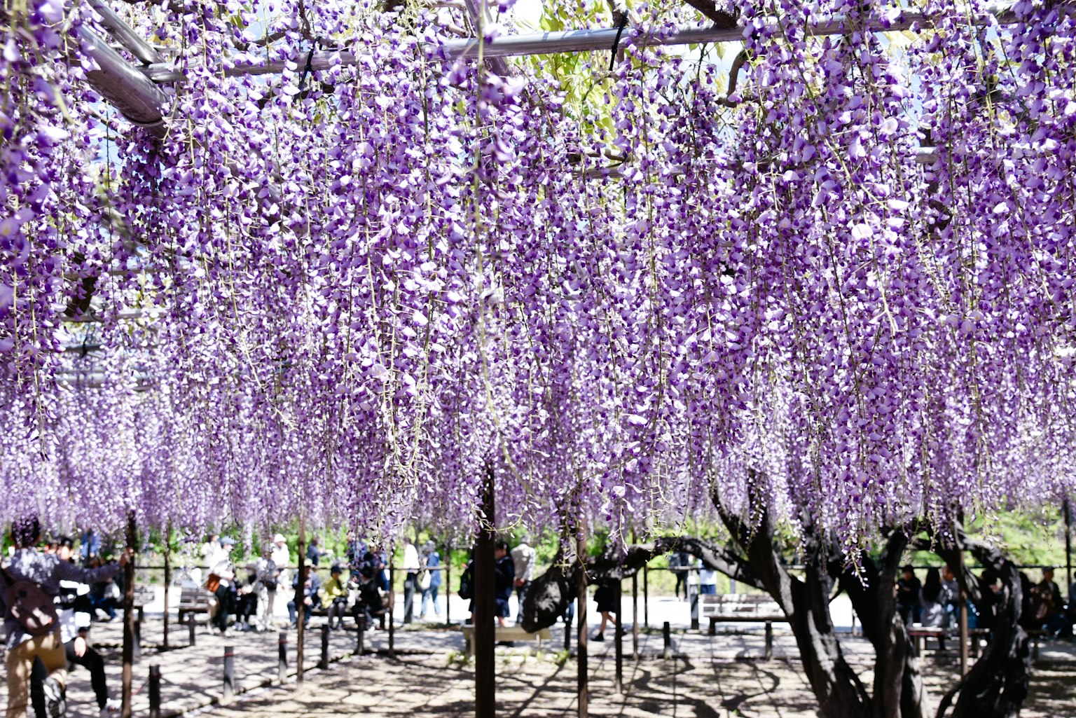 Pemandangan bunga wisteria ungu yang menggantung dengan orang-orang