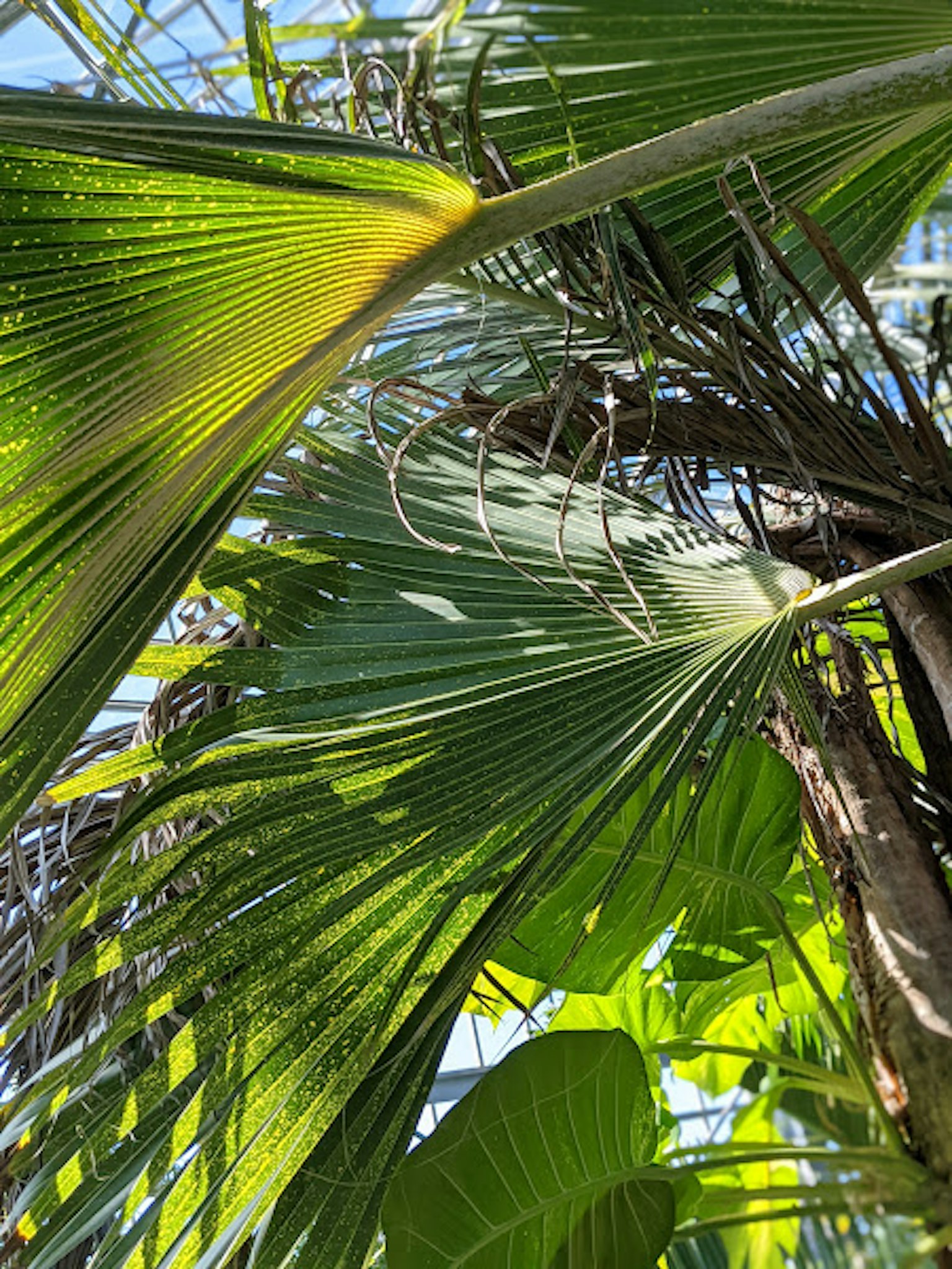 Close-up daun hijau dengan sinar matahari yang menyaring