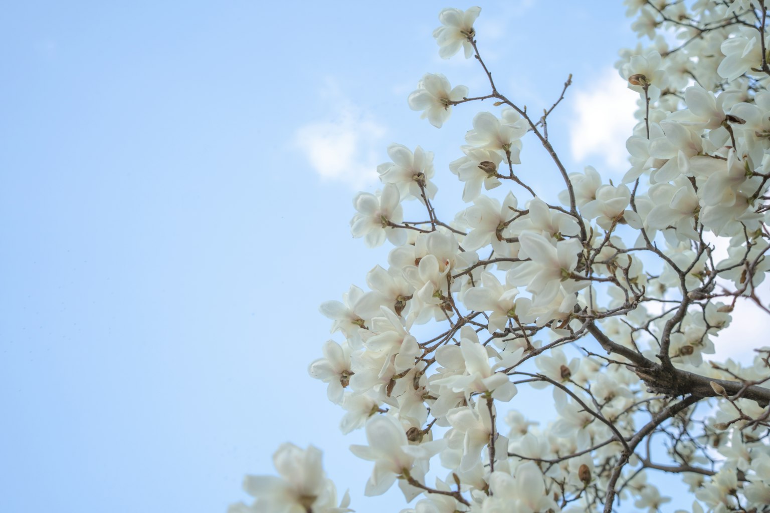 一树枝上的白花与蓝天相映