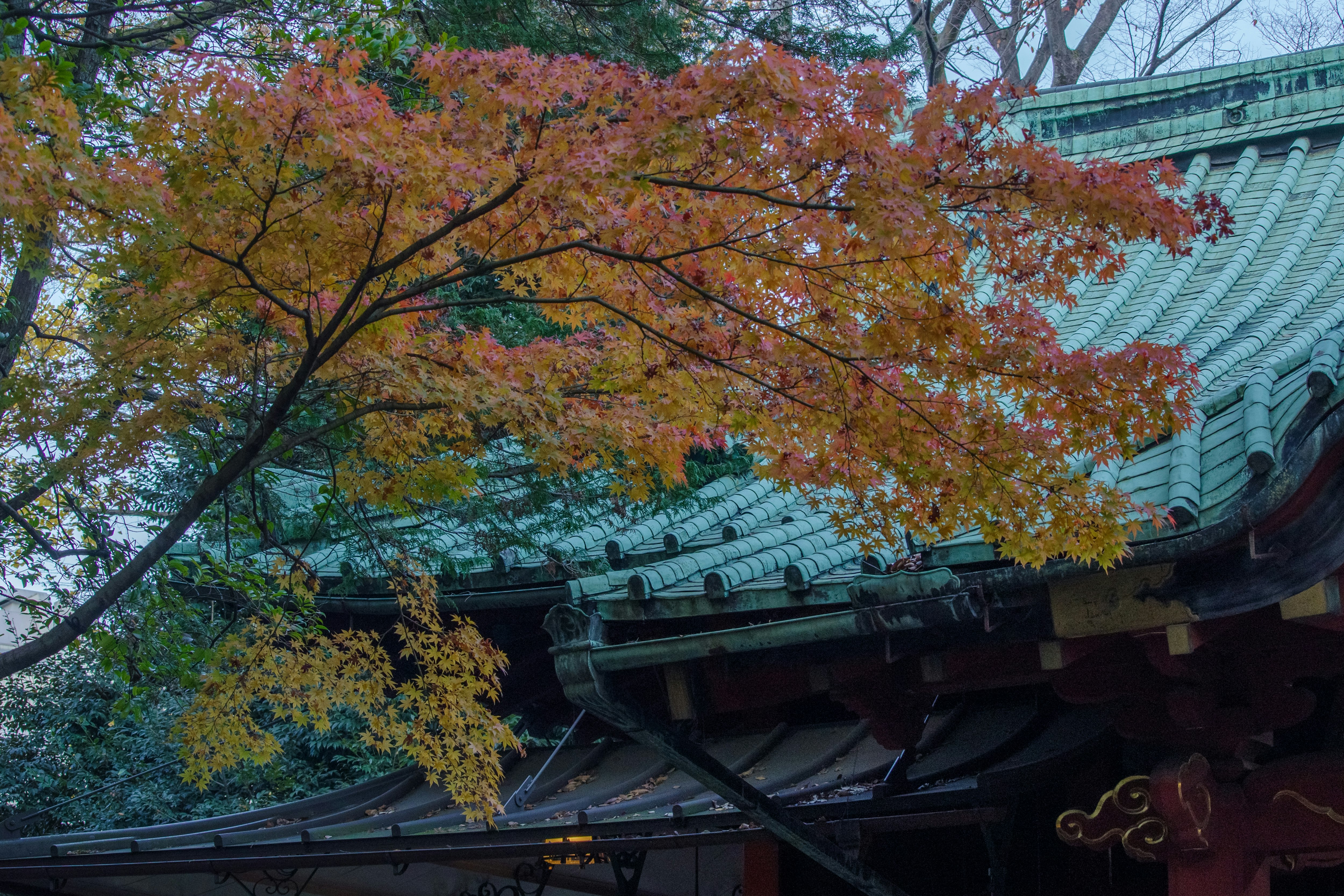 Árboles con hojas de otoño y tejado de un templo