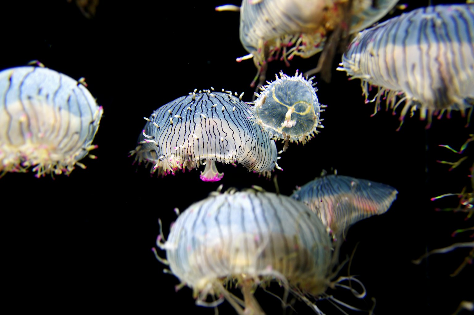Meduse traslucide che fluttuano in acqua