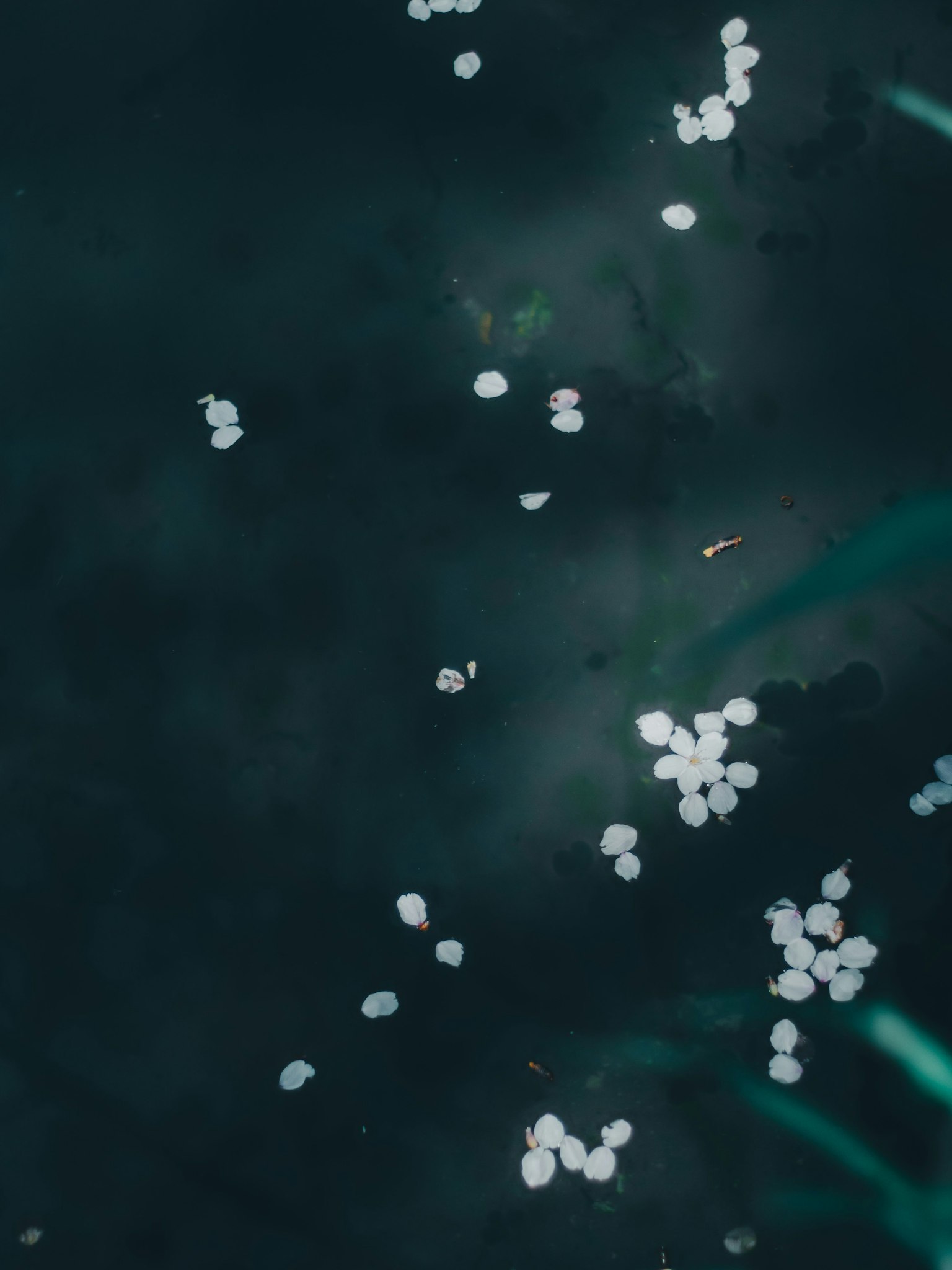 Pétalos blancos flotando en la superficie de agua oscura con follaje verde