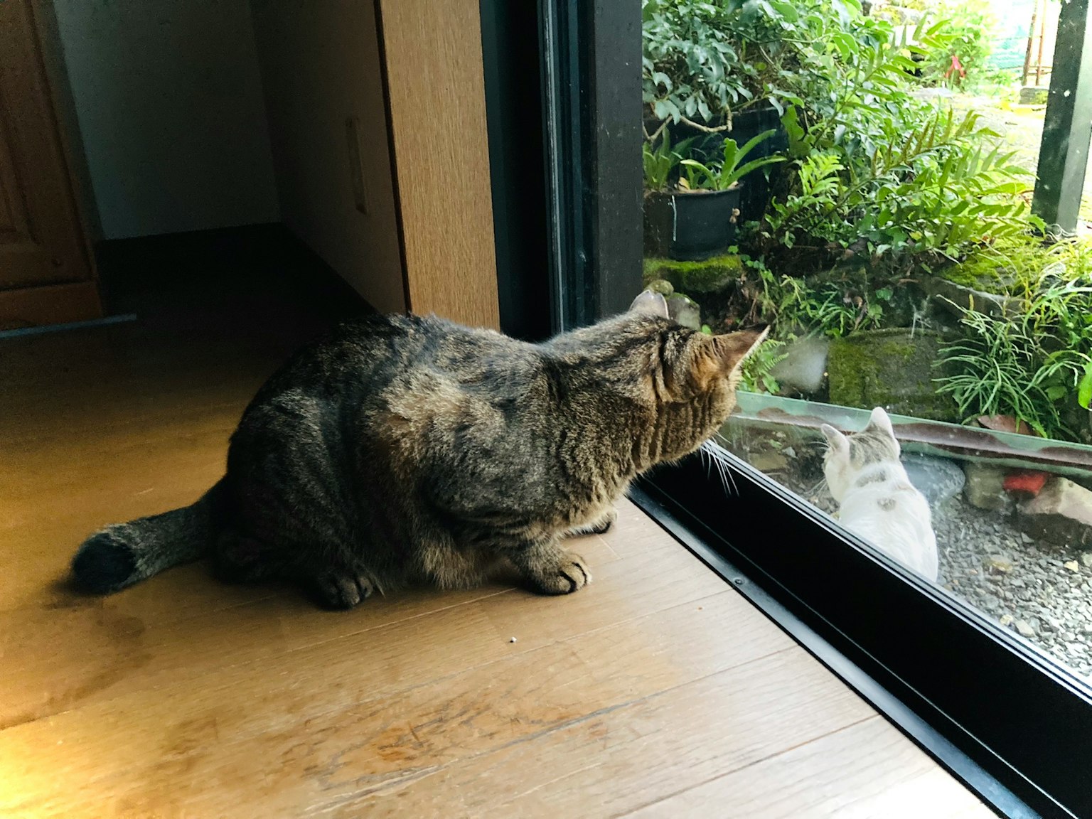 一隻貓在窗邊看著外面的白貓