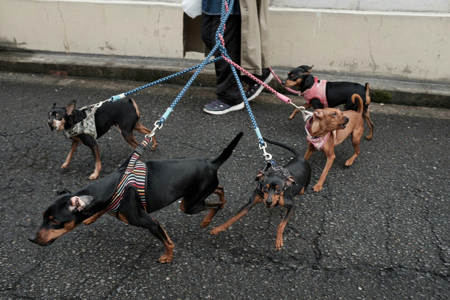 Bốn con chó trên dây xích đi bộ cùng nhau trên đường