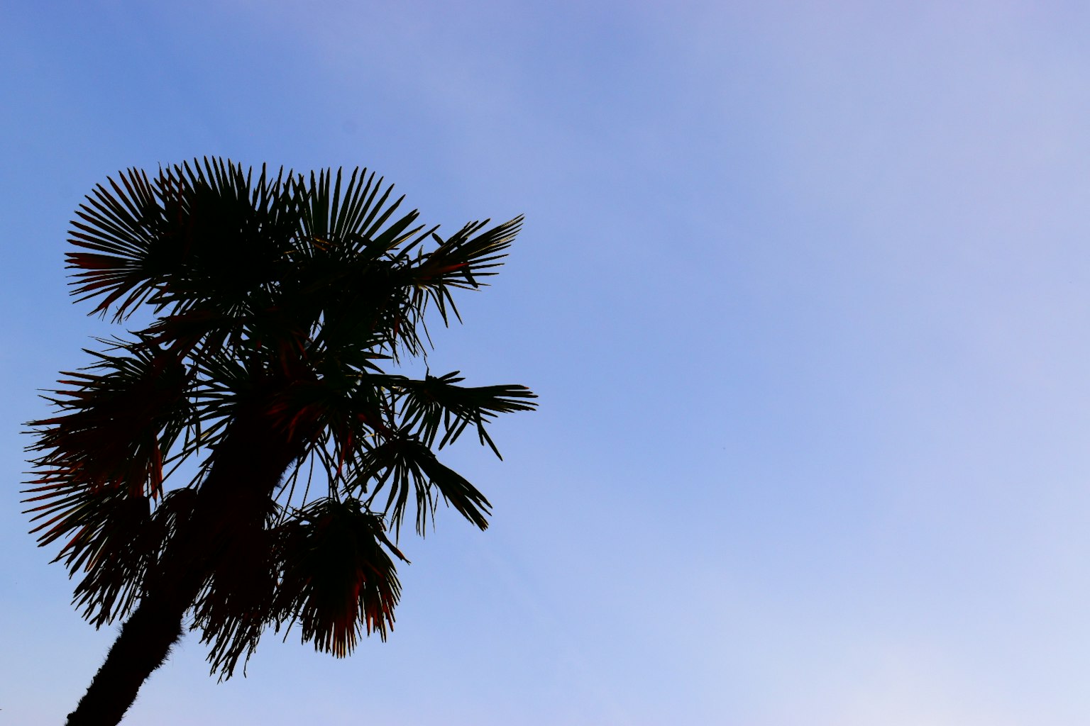 Silhouette d'un palmier sous un ciel bleu clair