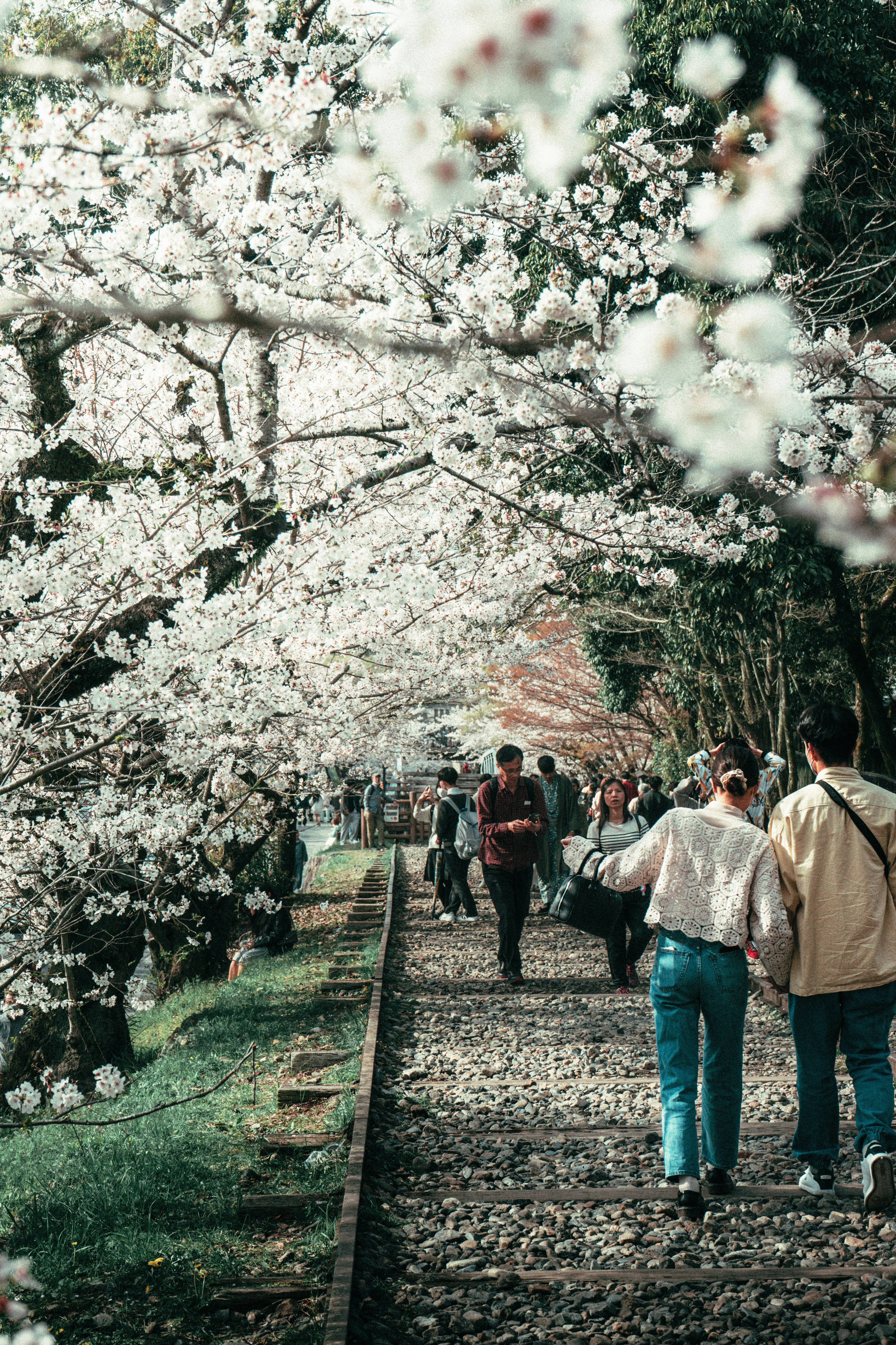 満開の桜並木の遊歩道を歩く人々