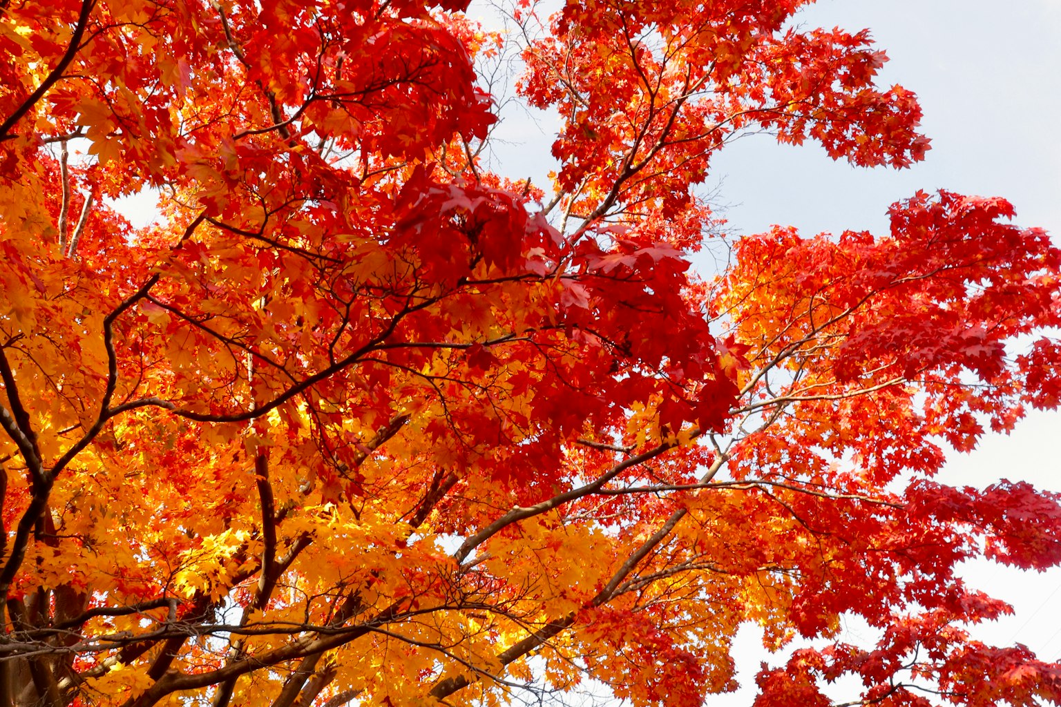特寫樹枝上鮮豔的紅色和橙色葉子