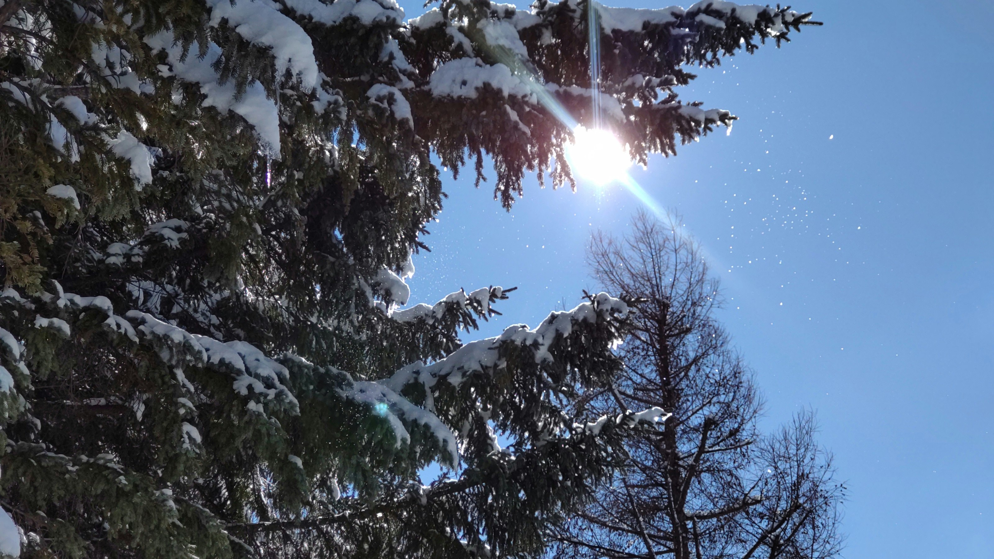 Snowfall over silhouetted trees with light and shadow