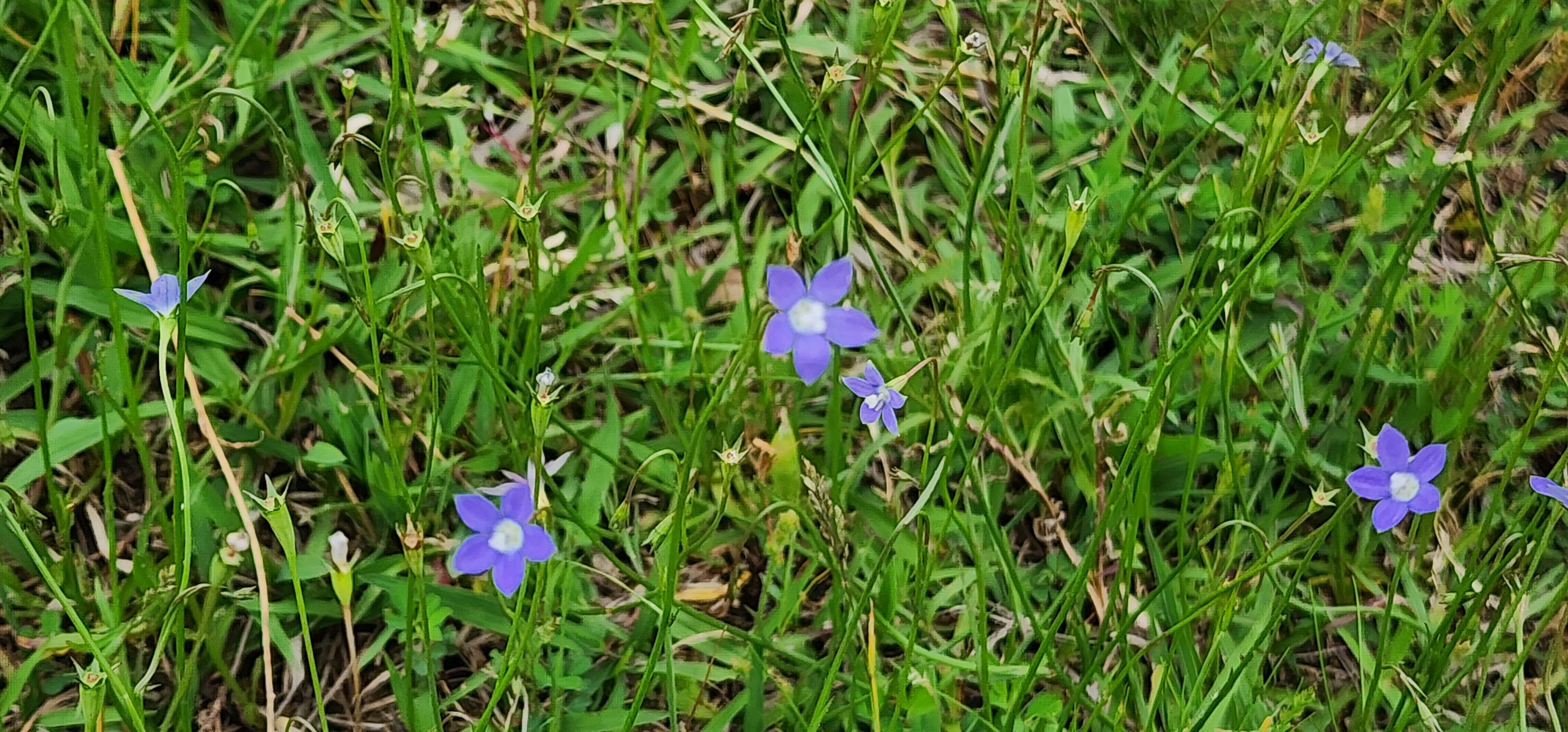 小さな花が咲く芝生の地面