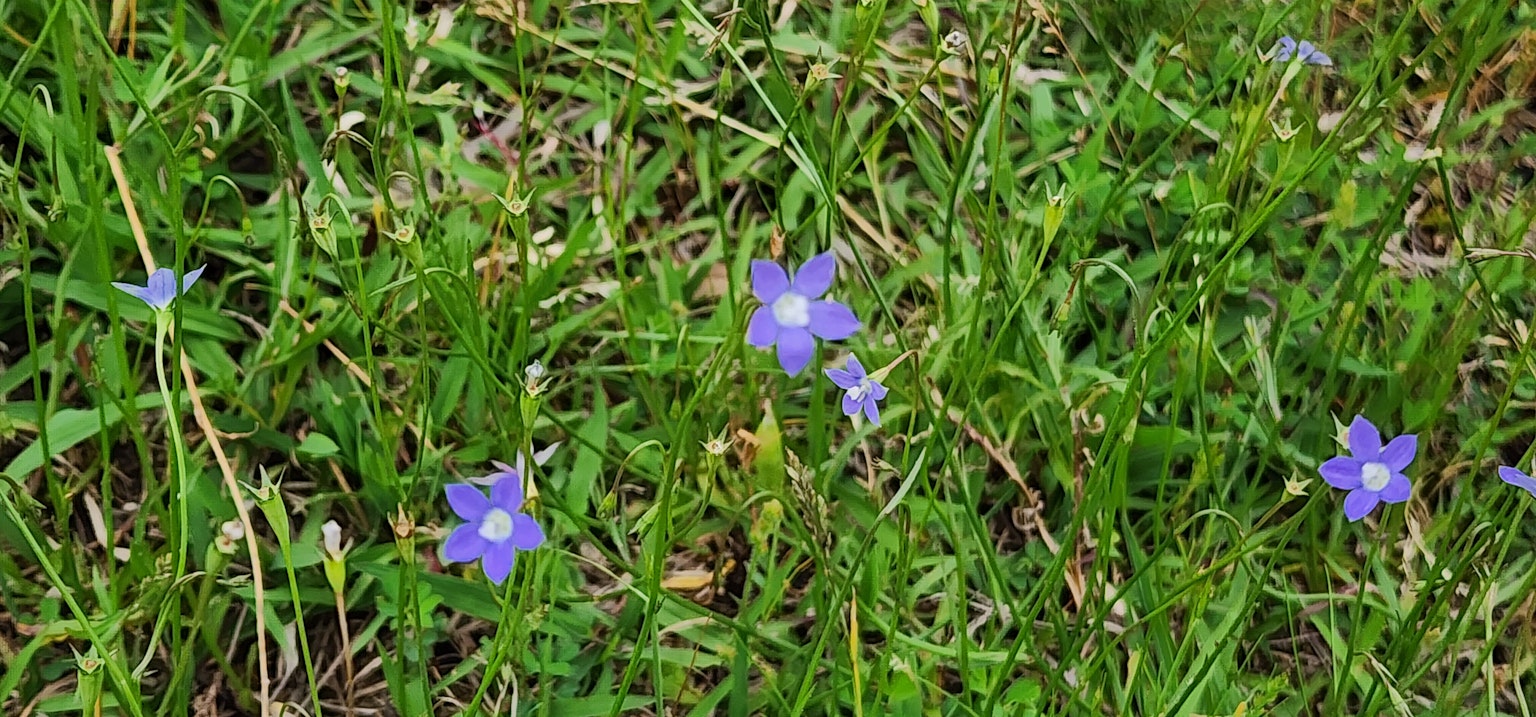 Fleurs violettes épanouies dans l'herbe verte
