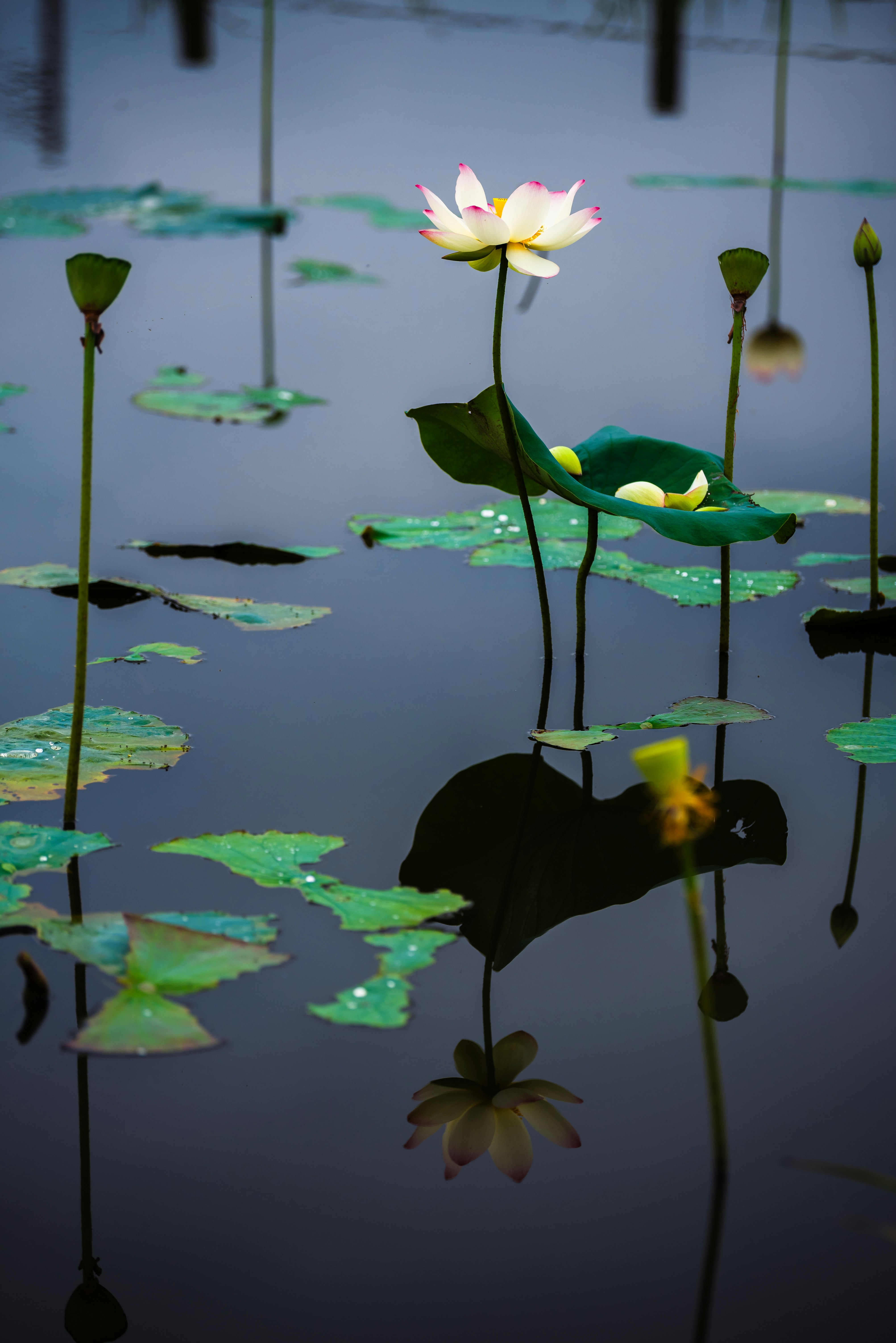 水面に浮かぶ蓮の花と葉の静かな水景