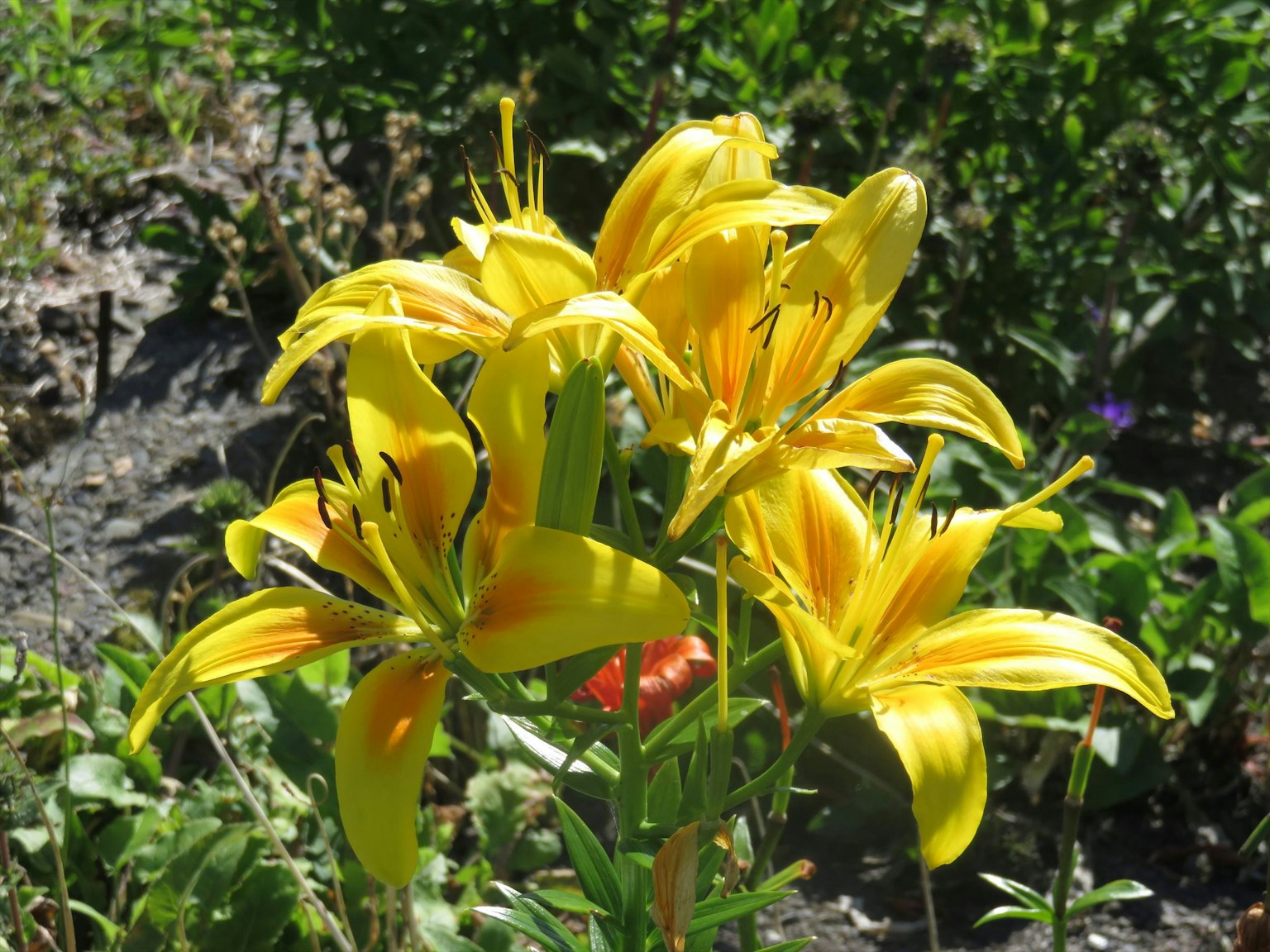 花园里盛开的鲜艳黄色百合