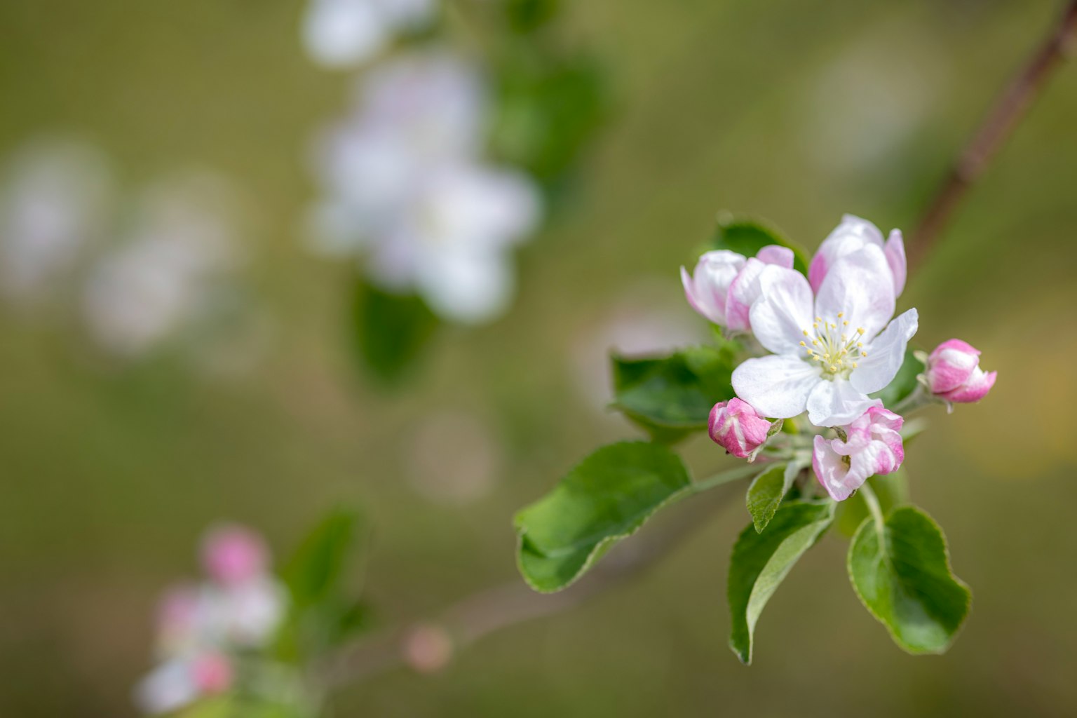 Bellissimi fiori bianchi e rosa che sbocciano su un ramo di melo