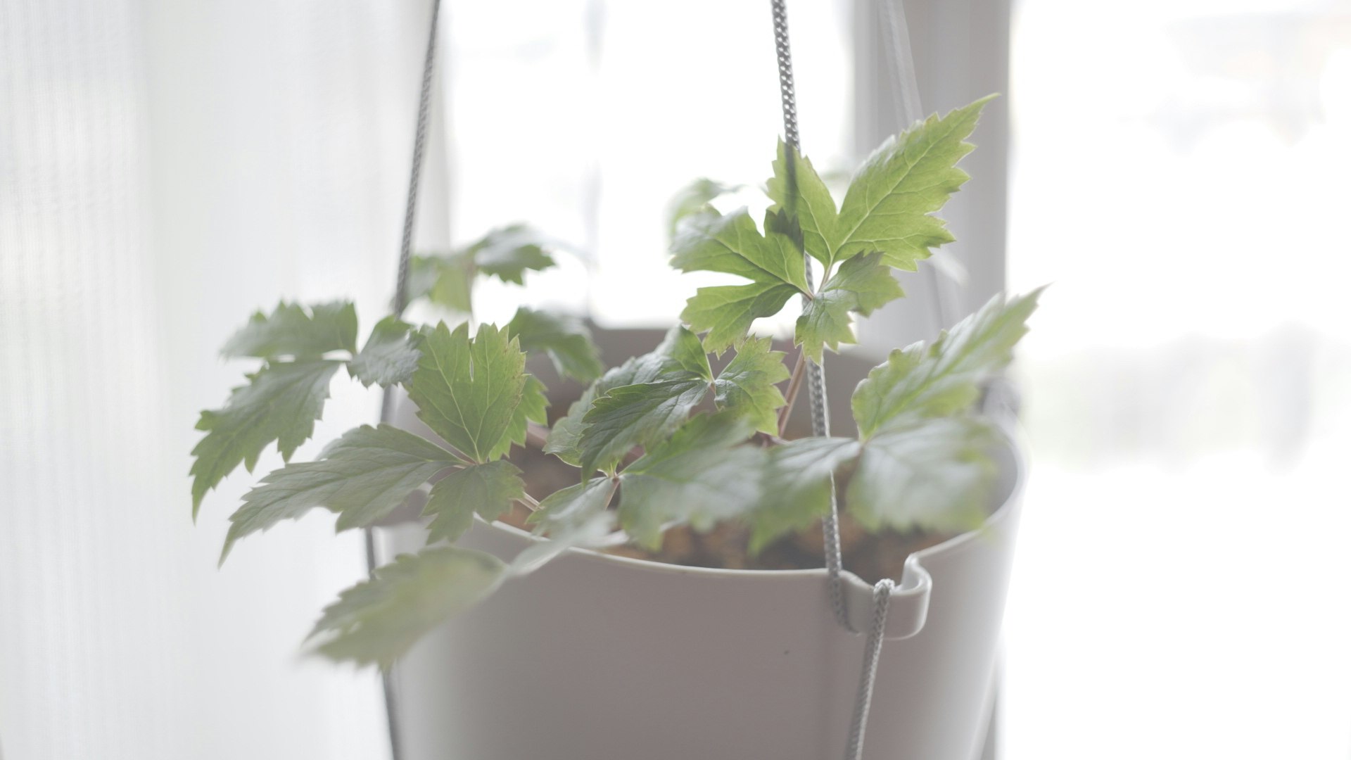 planta de hojas verdes en maceta colgada junto a una ventana