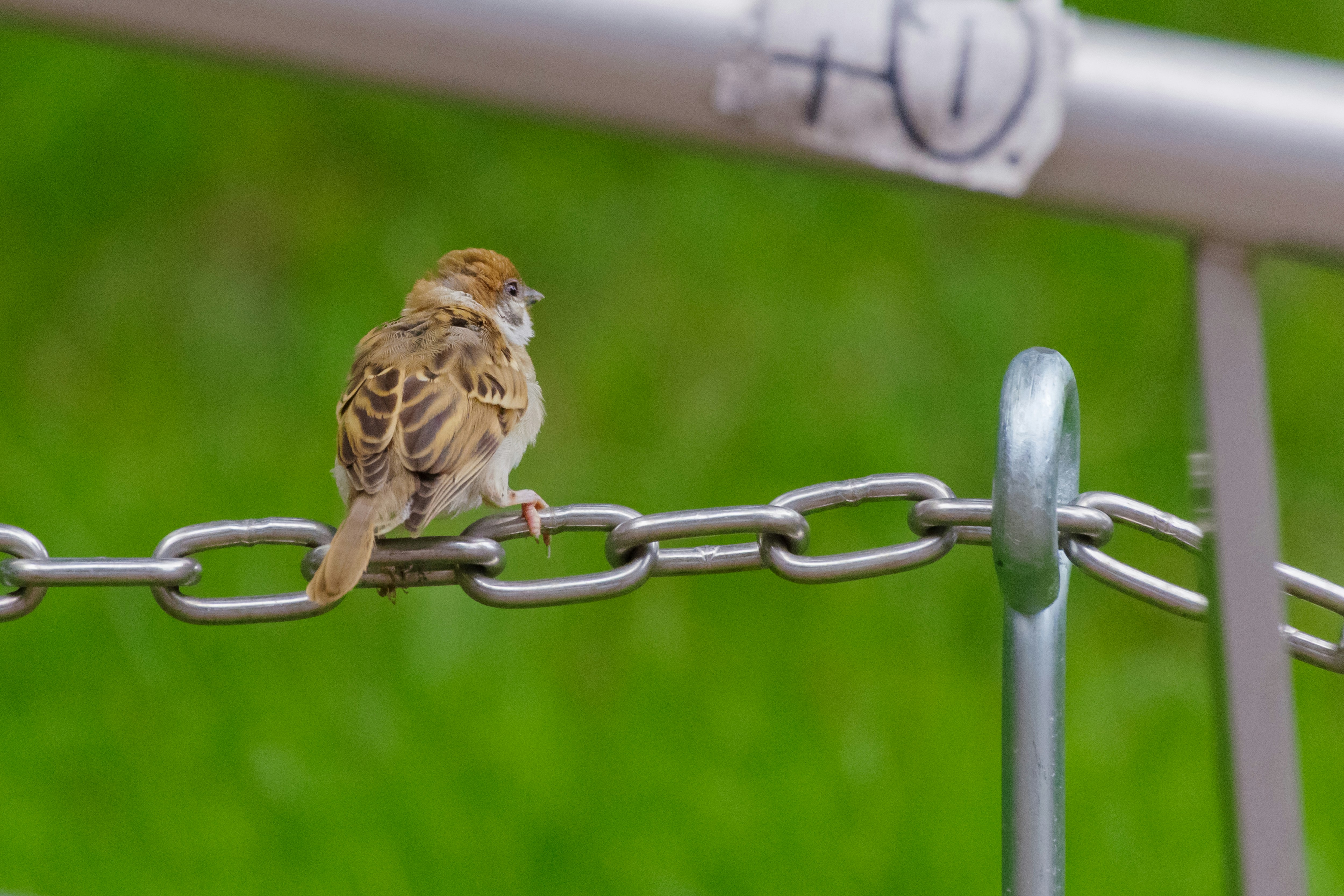 小さな鳥が金属の鎖の上に座っている緑の背景の画像