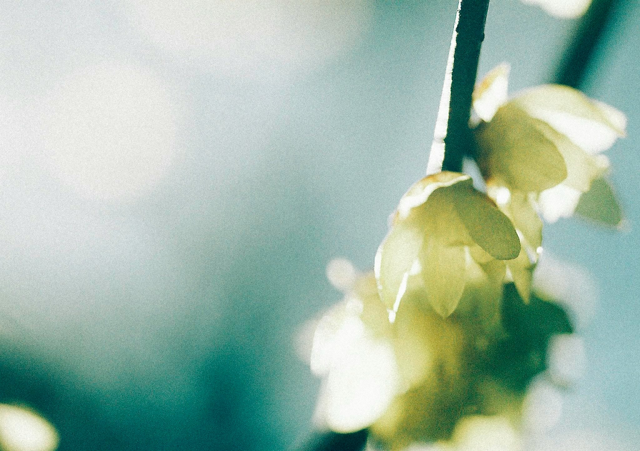 soft bokeh light with green leaves swaying behind glass