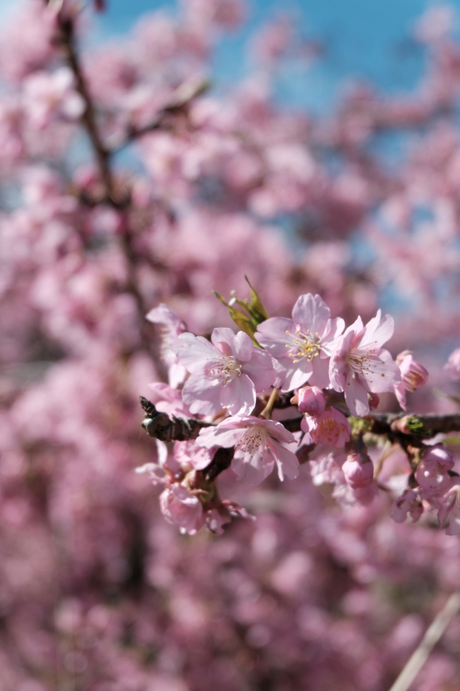 Close-up cabang bunga sakura yang mekar