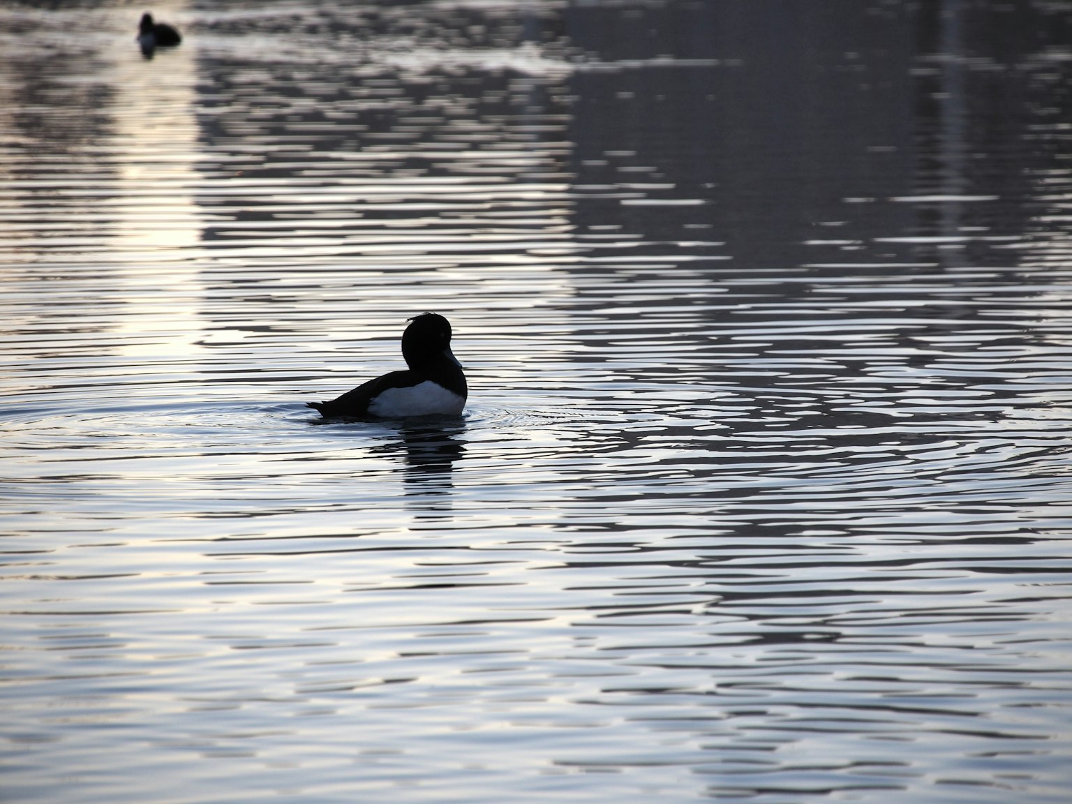 Silhouette d'un canard noir flottant sur une surface d'eau calme