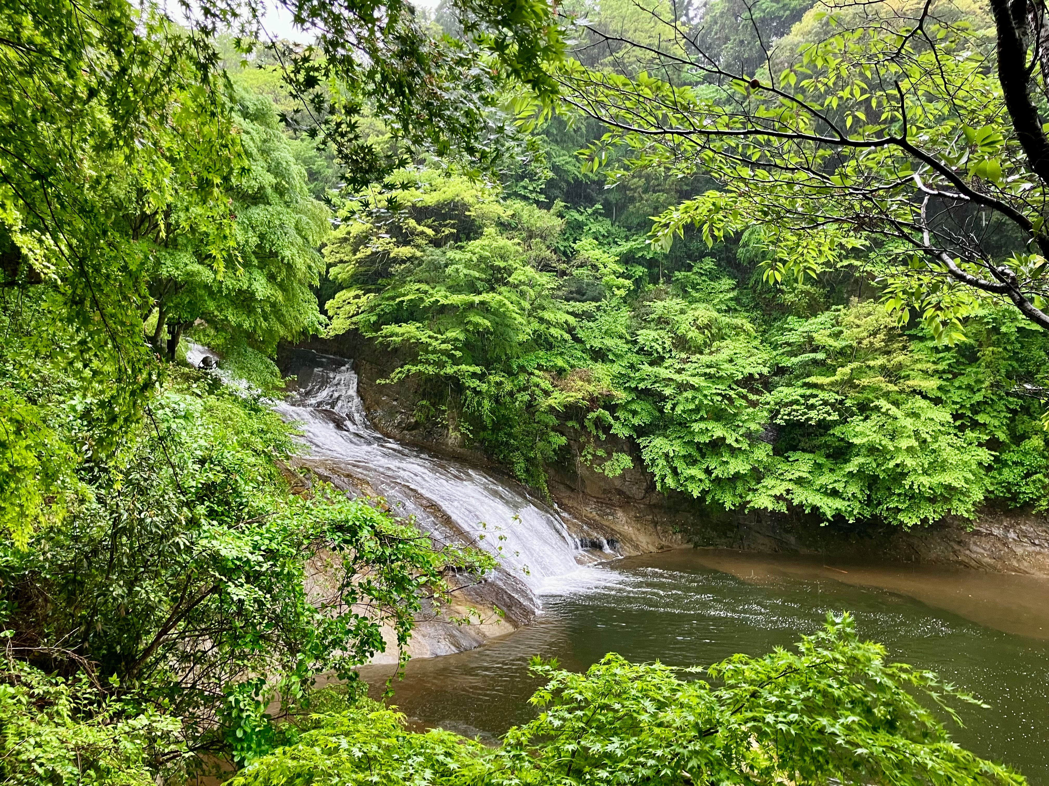 緑に囲まれた小川と小さな滝のある渓流