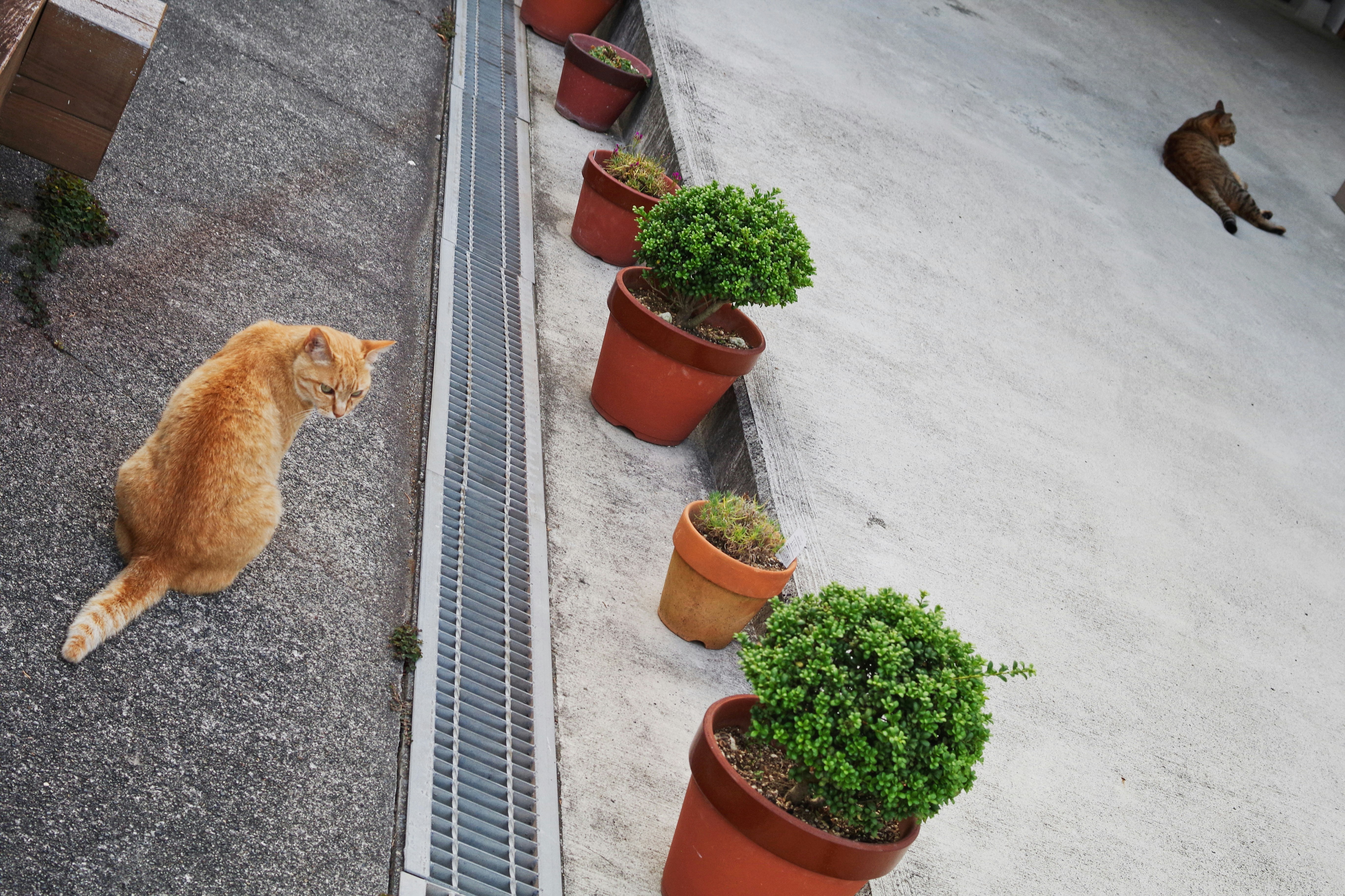 Chats et plantes en pots le long d’un mur d’allée étroite