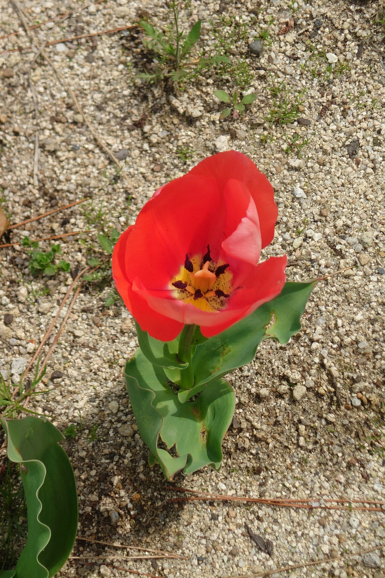 Eine rote Tulpe blüht im Kies