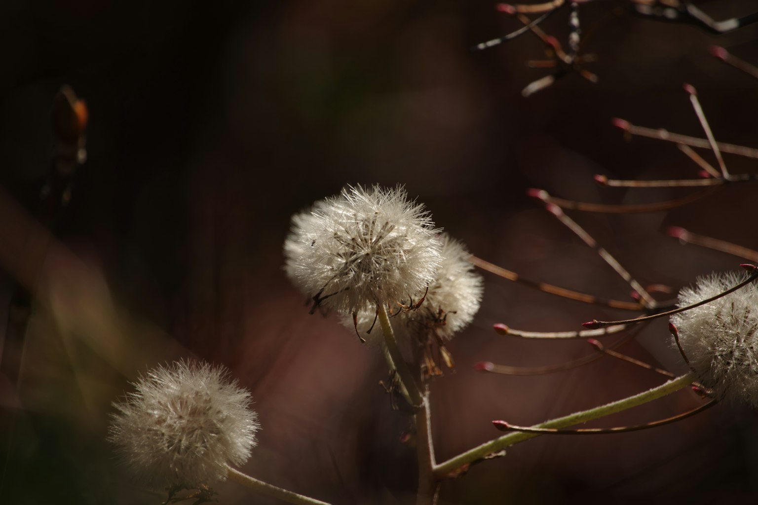Fluffy dandelion seeds against a dark background