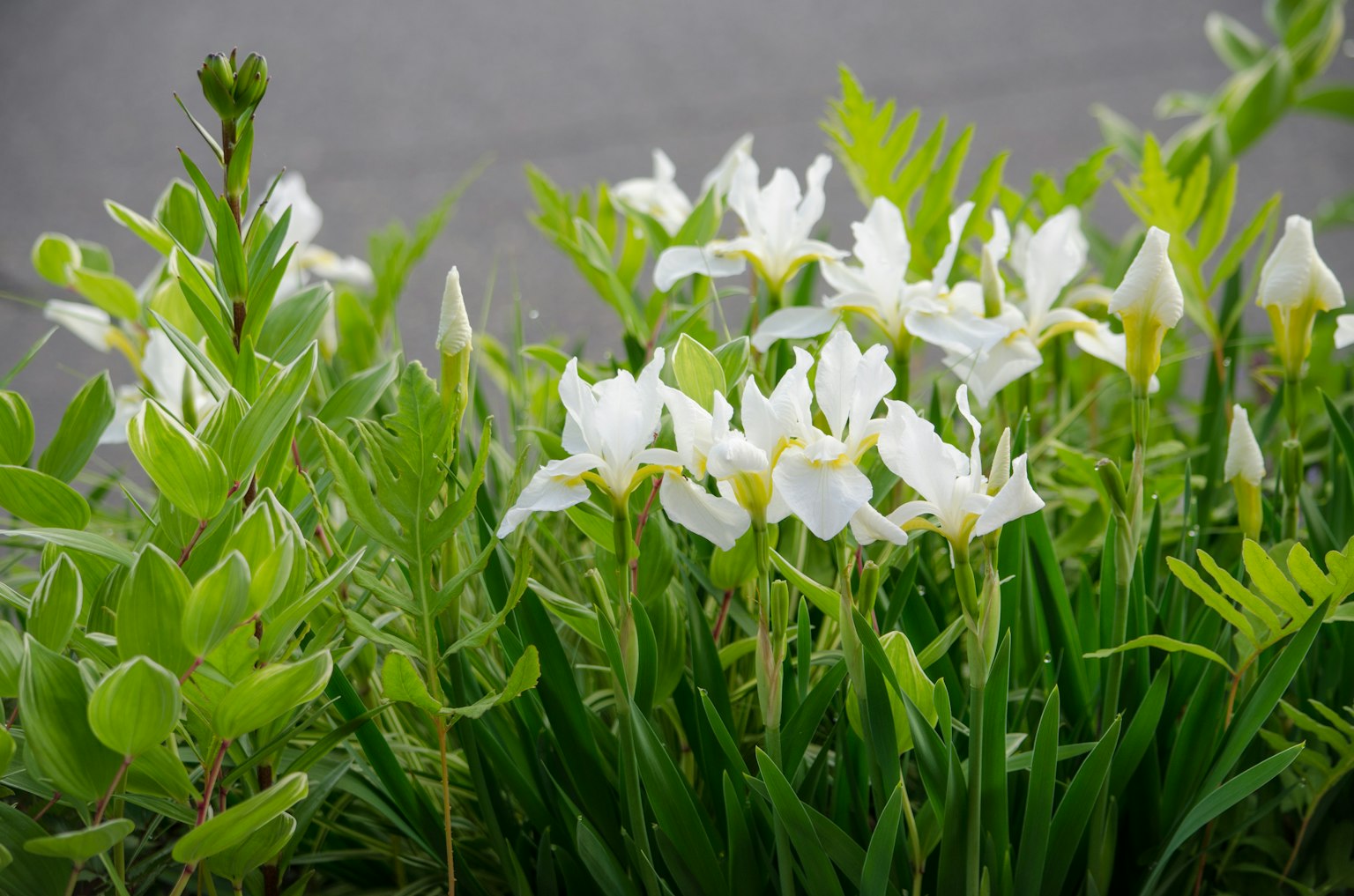 Eine üppige Darstellung von weißen Blumen und grünen Blättern