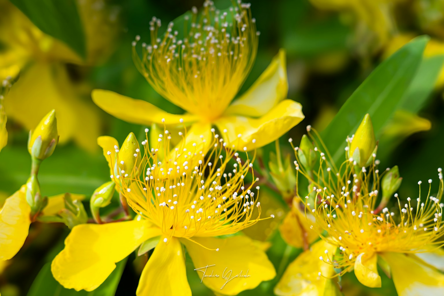 Close-up of vibrant yellow flowers surrounded by green leaves featuring delicate petals and fine pollen structures
