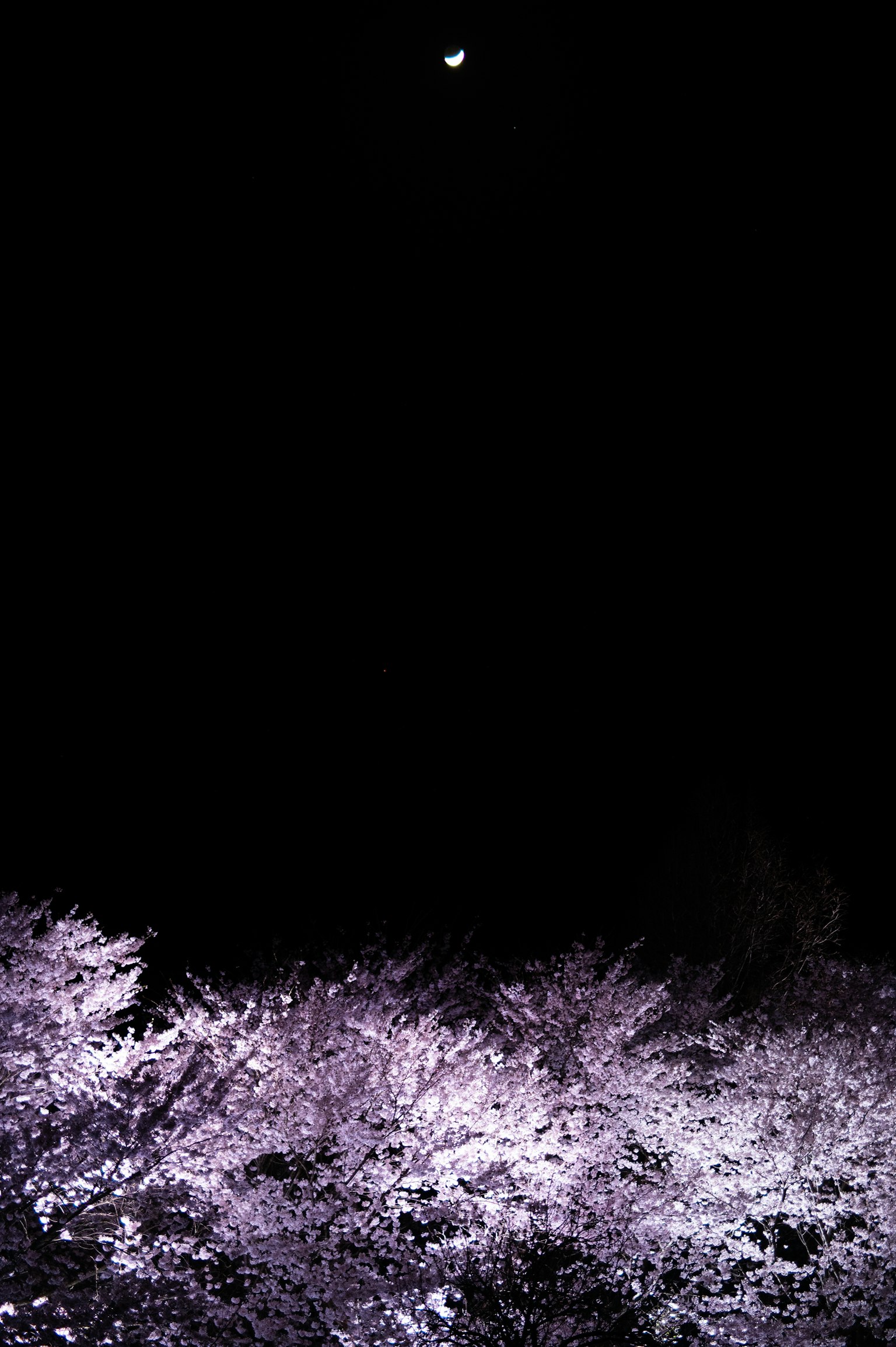 Cielo notturno con una luna crescente e fiori viola morbidi