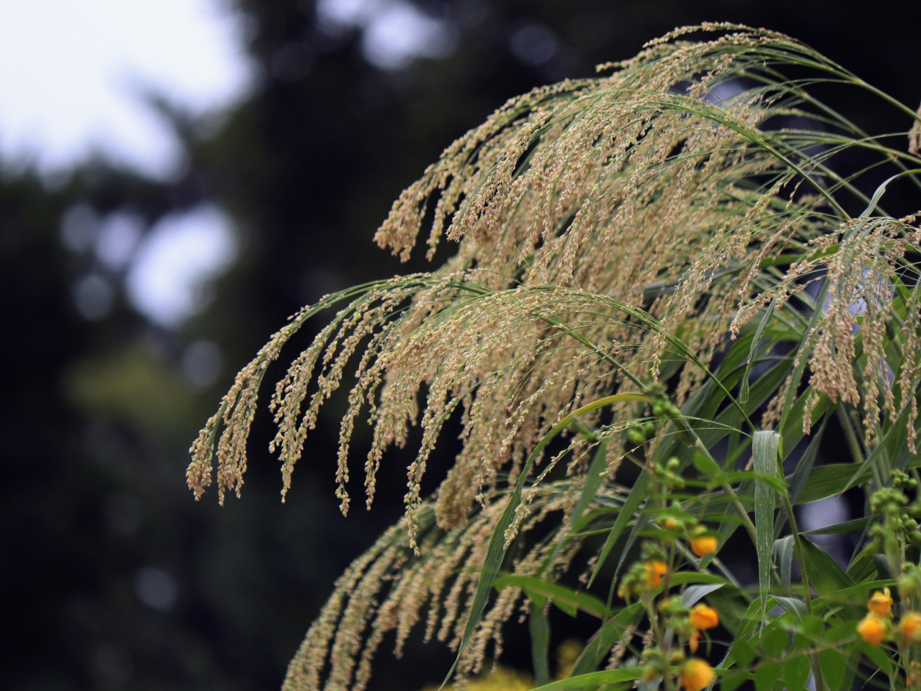Fleurs et graminées d’automne éclairées en contre-jour au jardin botanique préfectoral de Kyoto