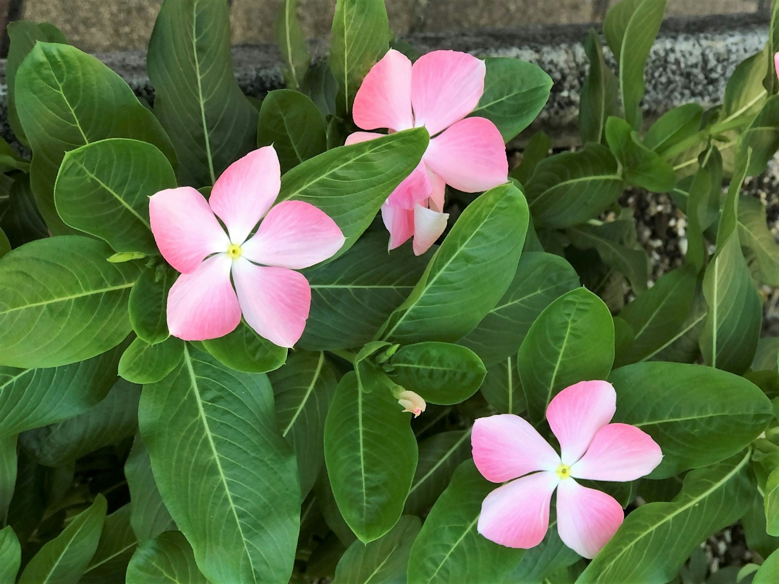 Cận cảnh hoa hồng nở giữa lá xanh