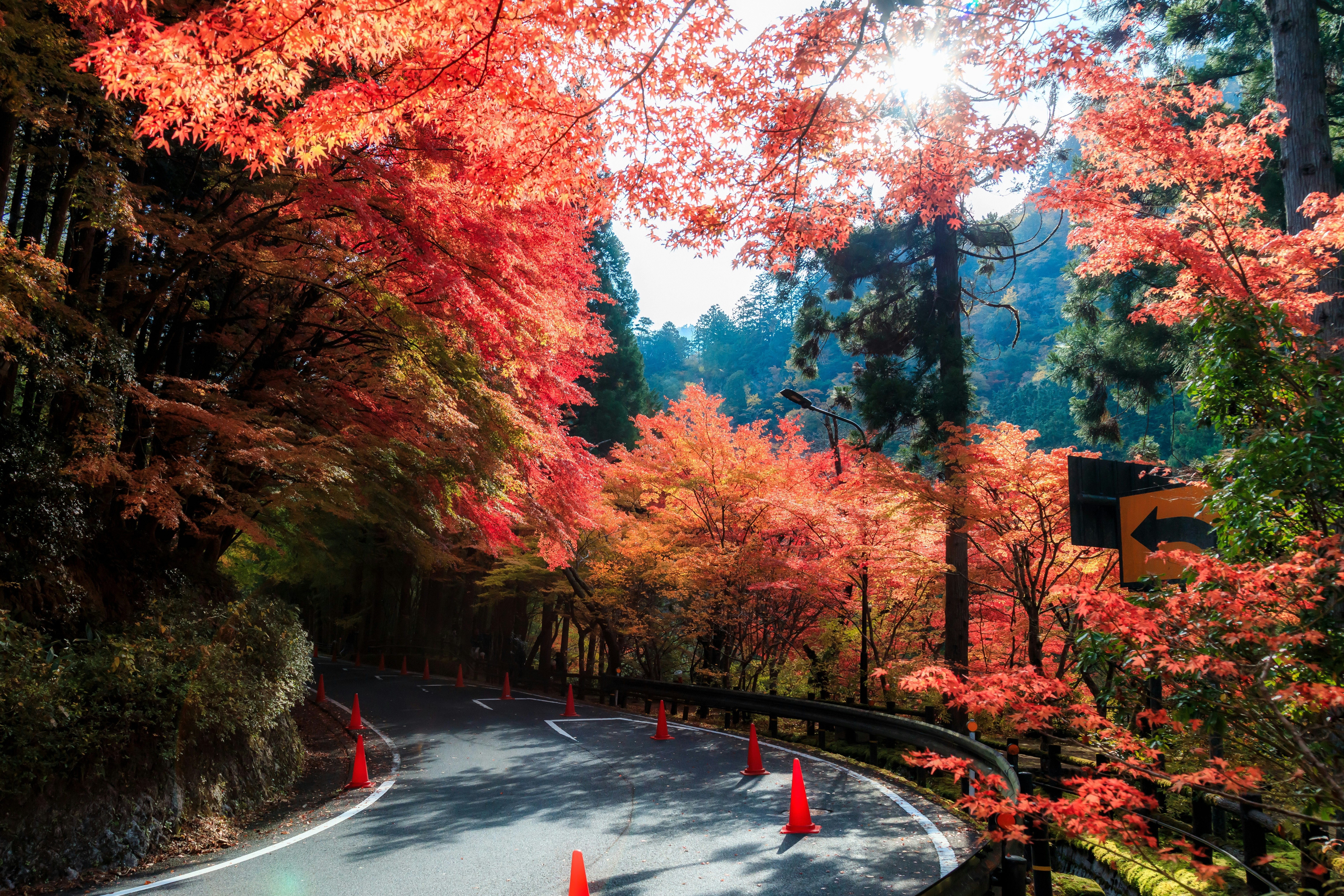 紅葉が彩る渓谷の曲がり道と並木の風景