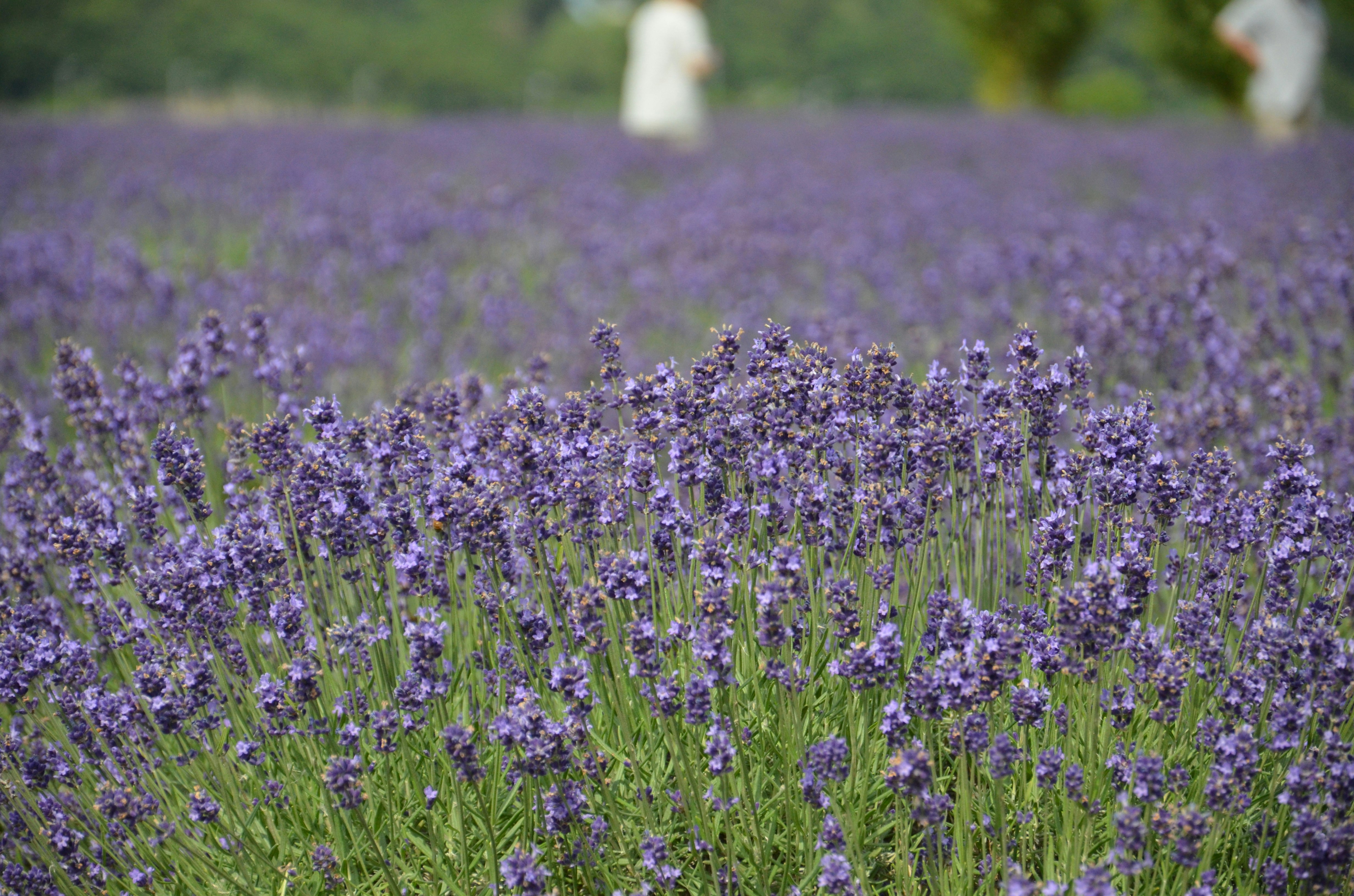 Champ de lavande en fleurs